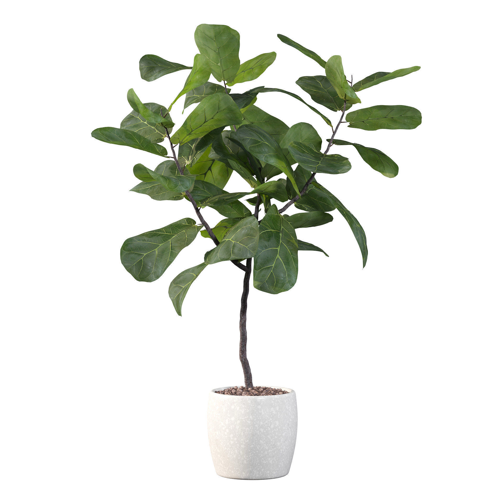 Ficus lyrata in terrazio pot 3D model_28