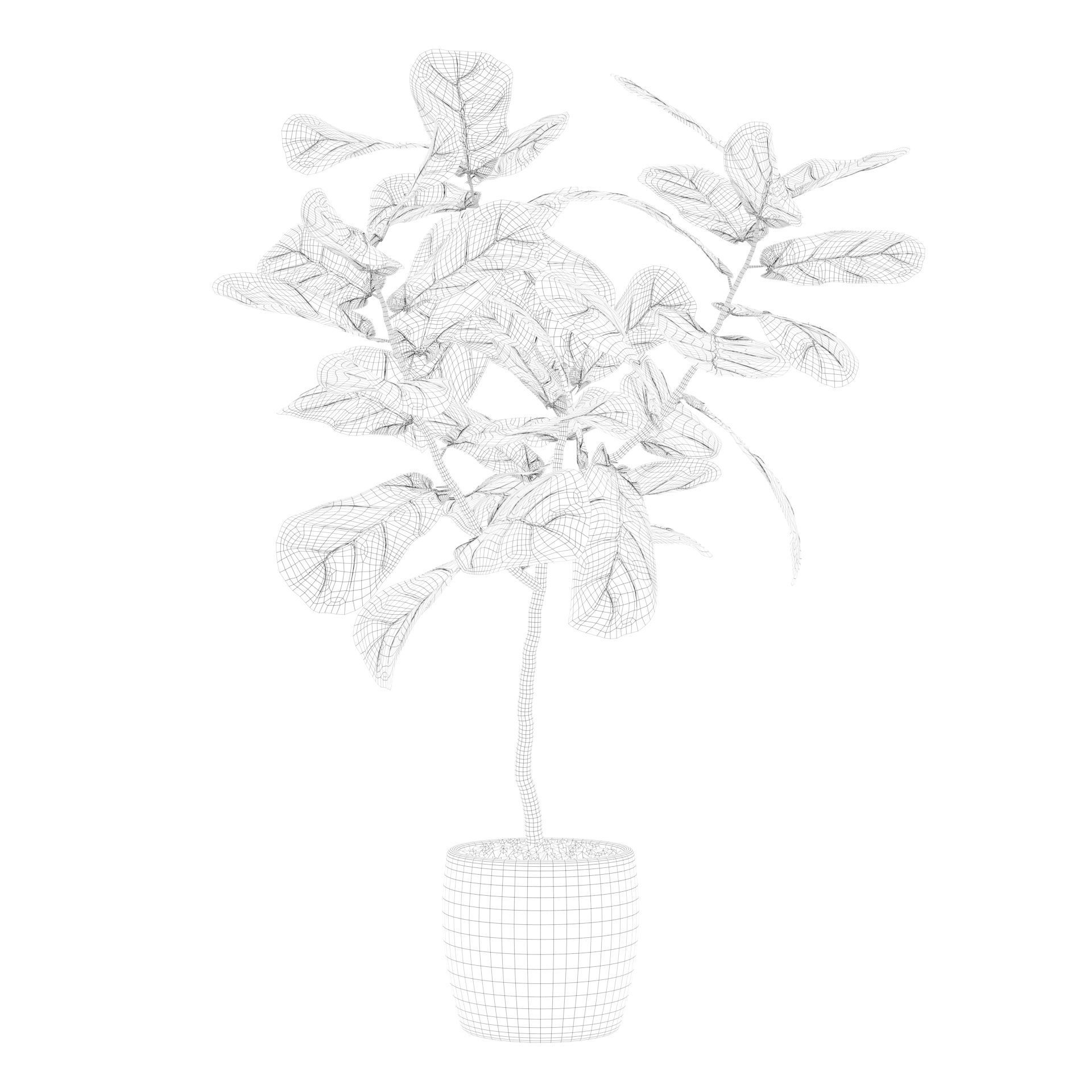 Ficus lyrata in terrazio pot 3D model_60