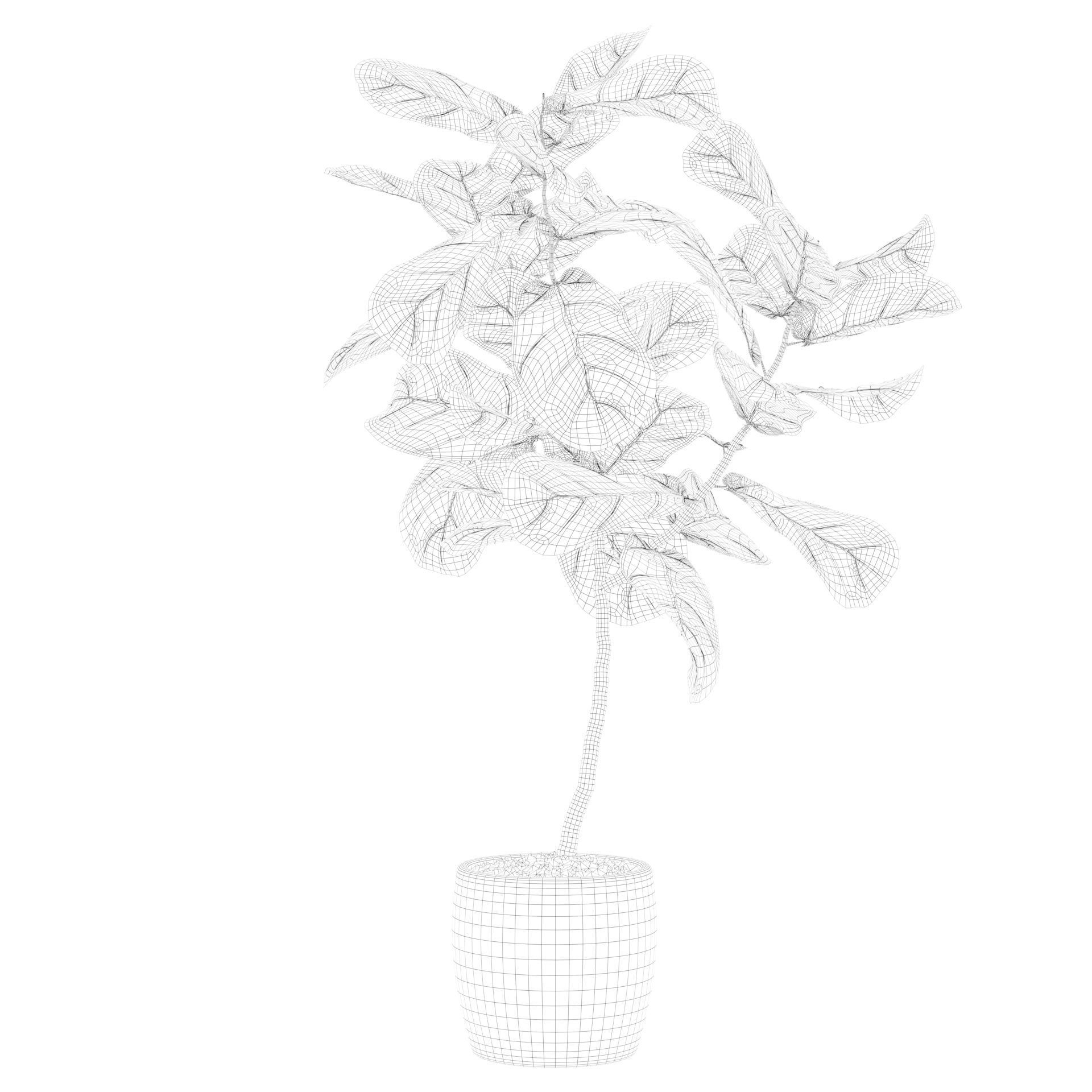 Ficus lyrata in terrazio pot 3D model_70