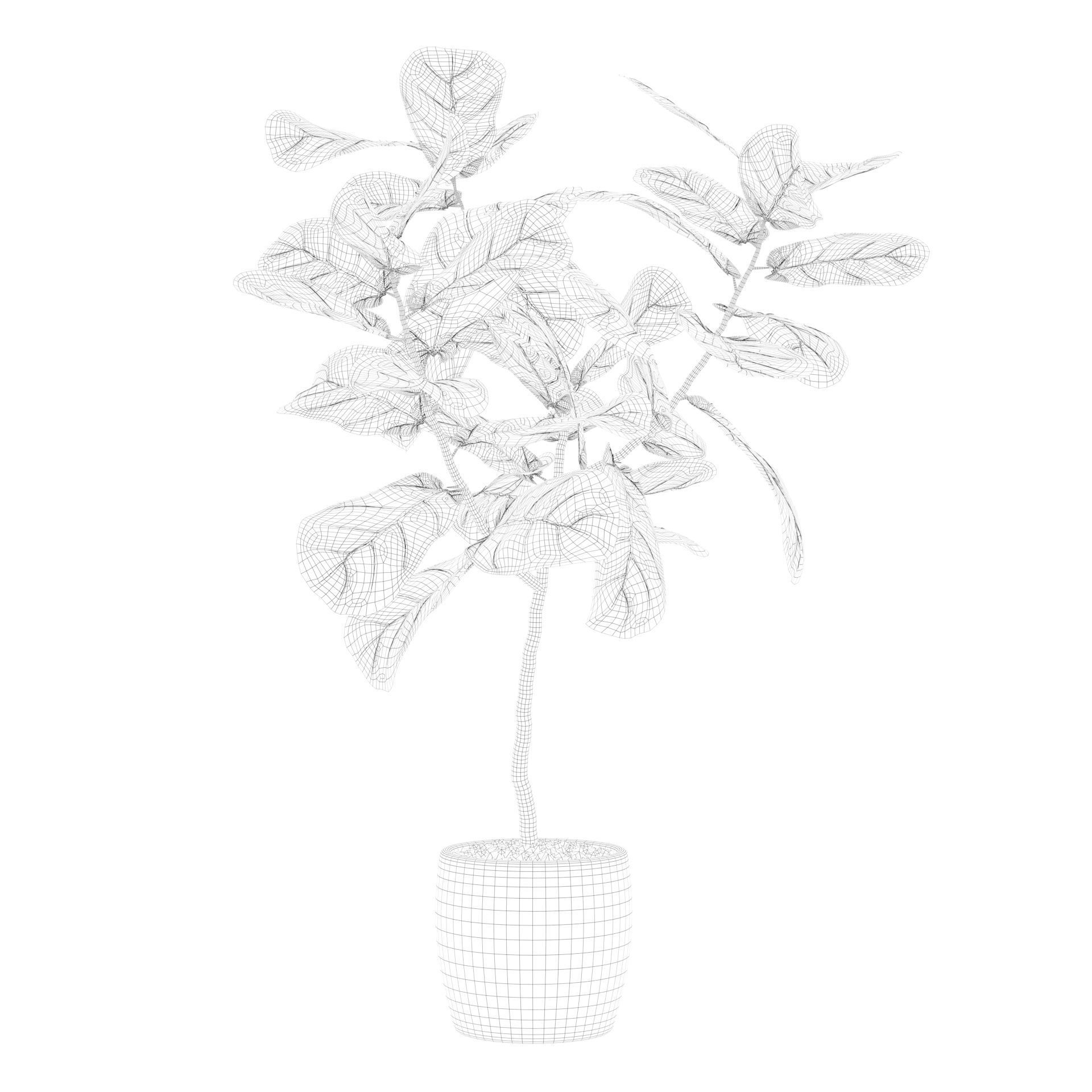 Ficus lyrata in terrazio pot 3D model_27