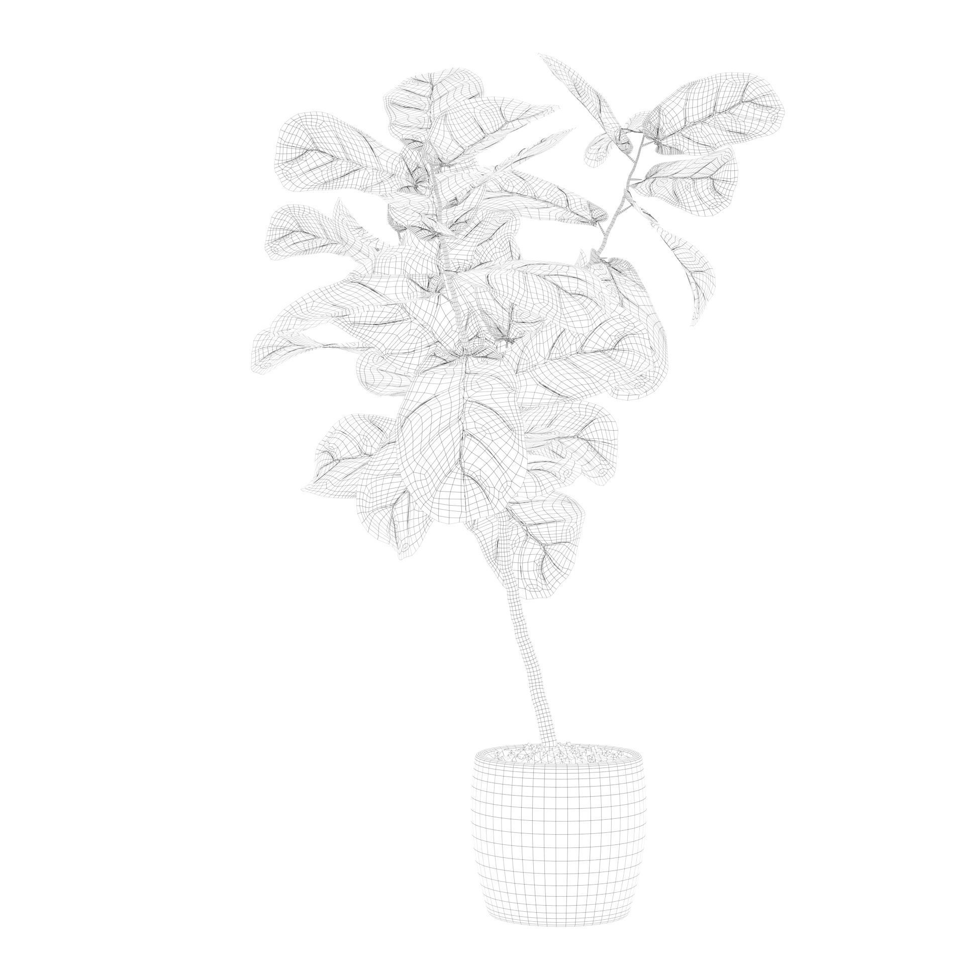 Ficus lyrata in terrazio pot 3D model_67