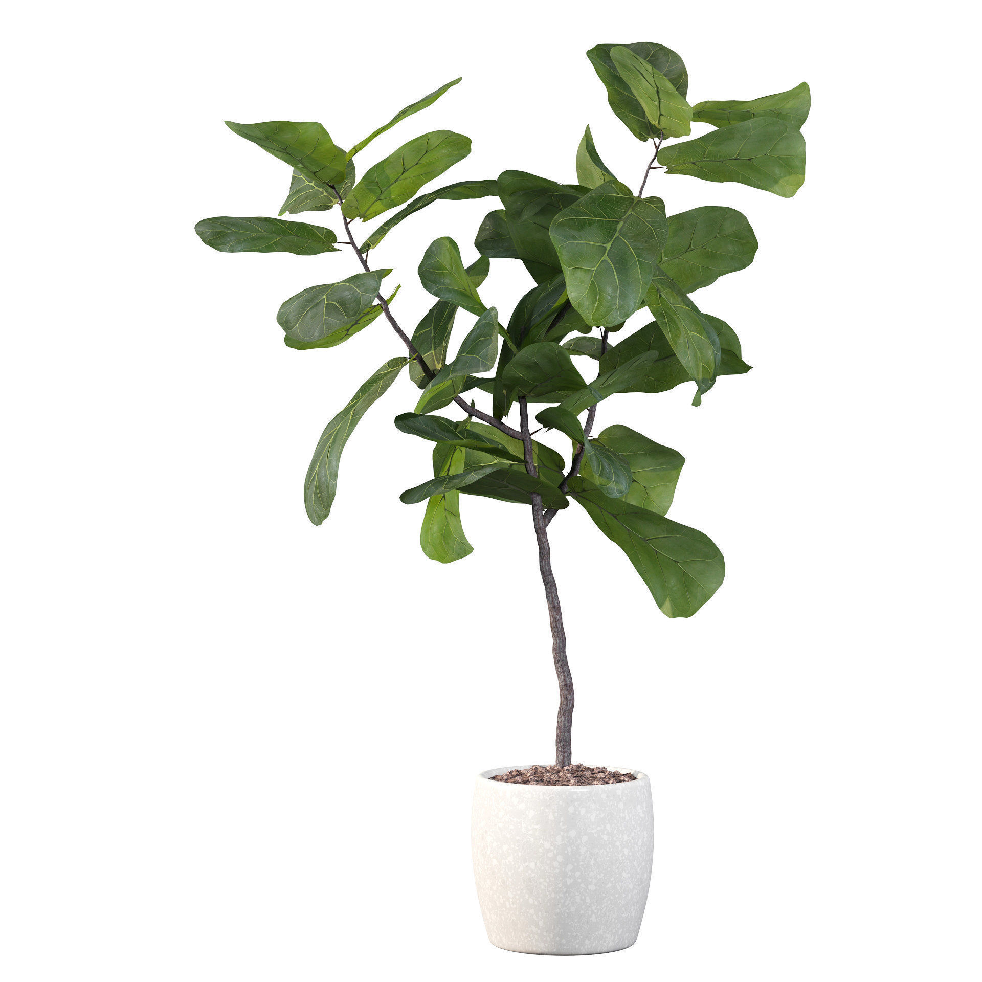 Ficus lyrata in terrazio pot 3D model_11