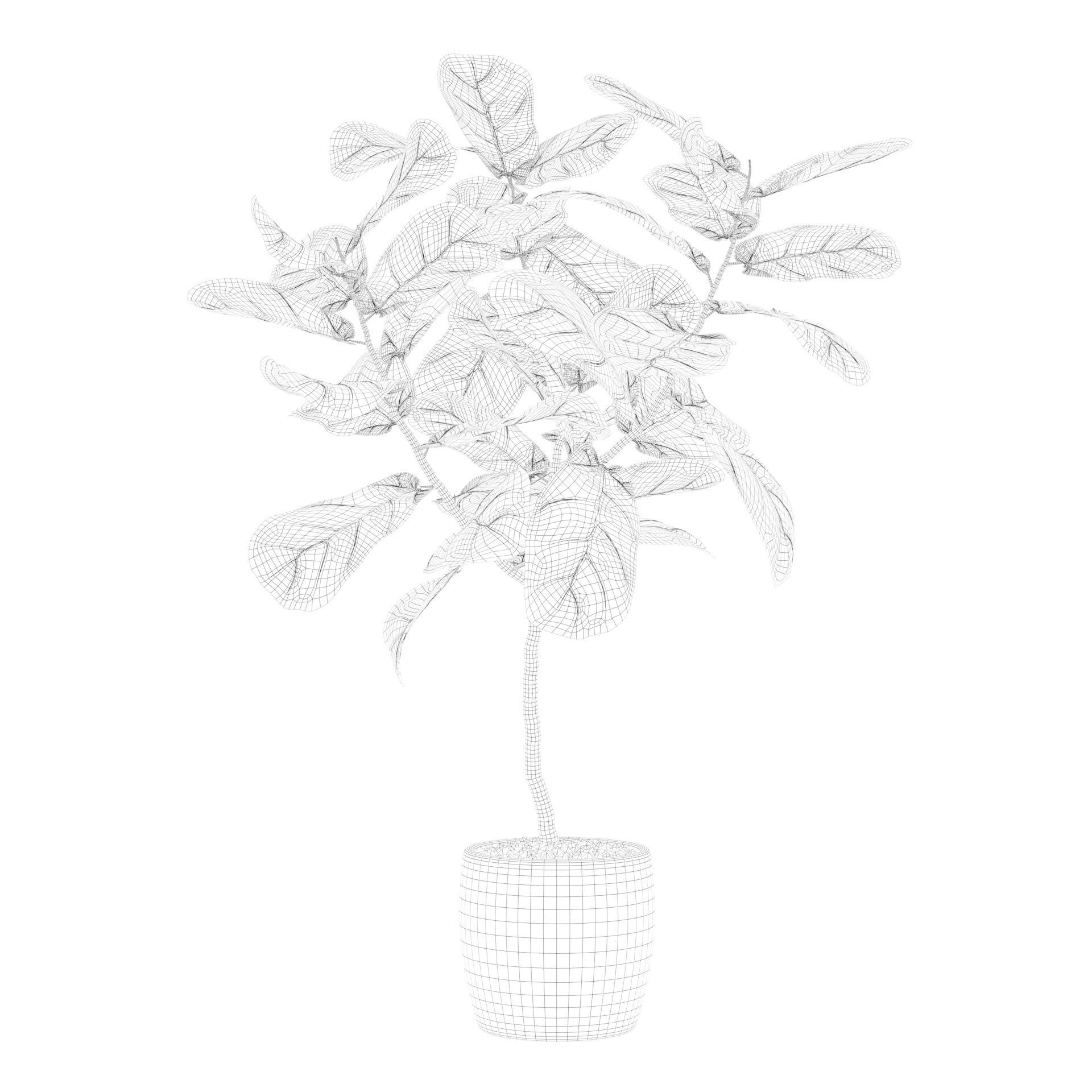 Ficus lyrata in terrazio pot 3D model_72