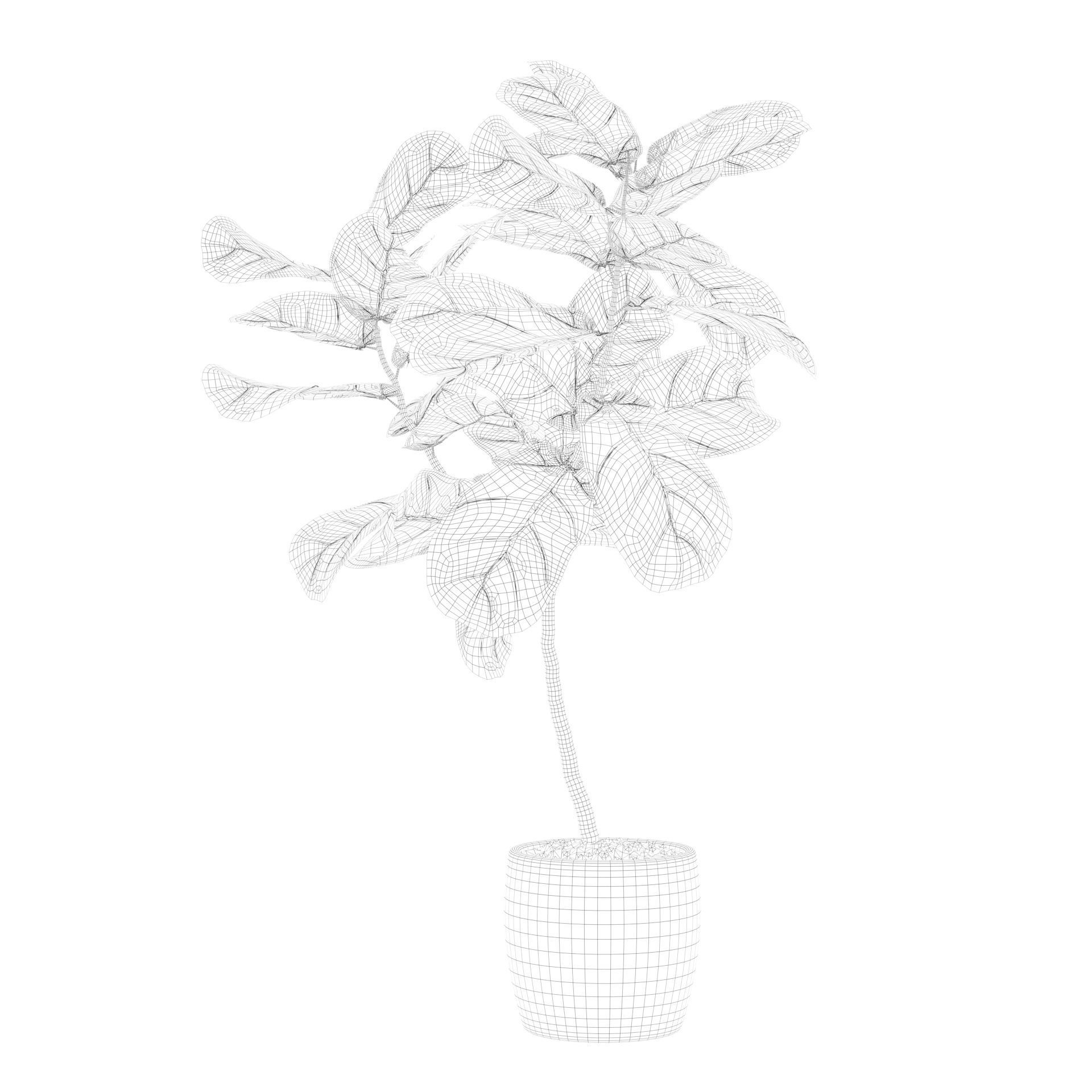 Ficus lyrata in terrazio pot 3D model_74