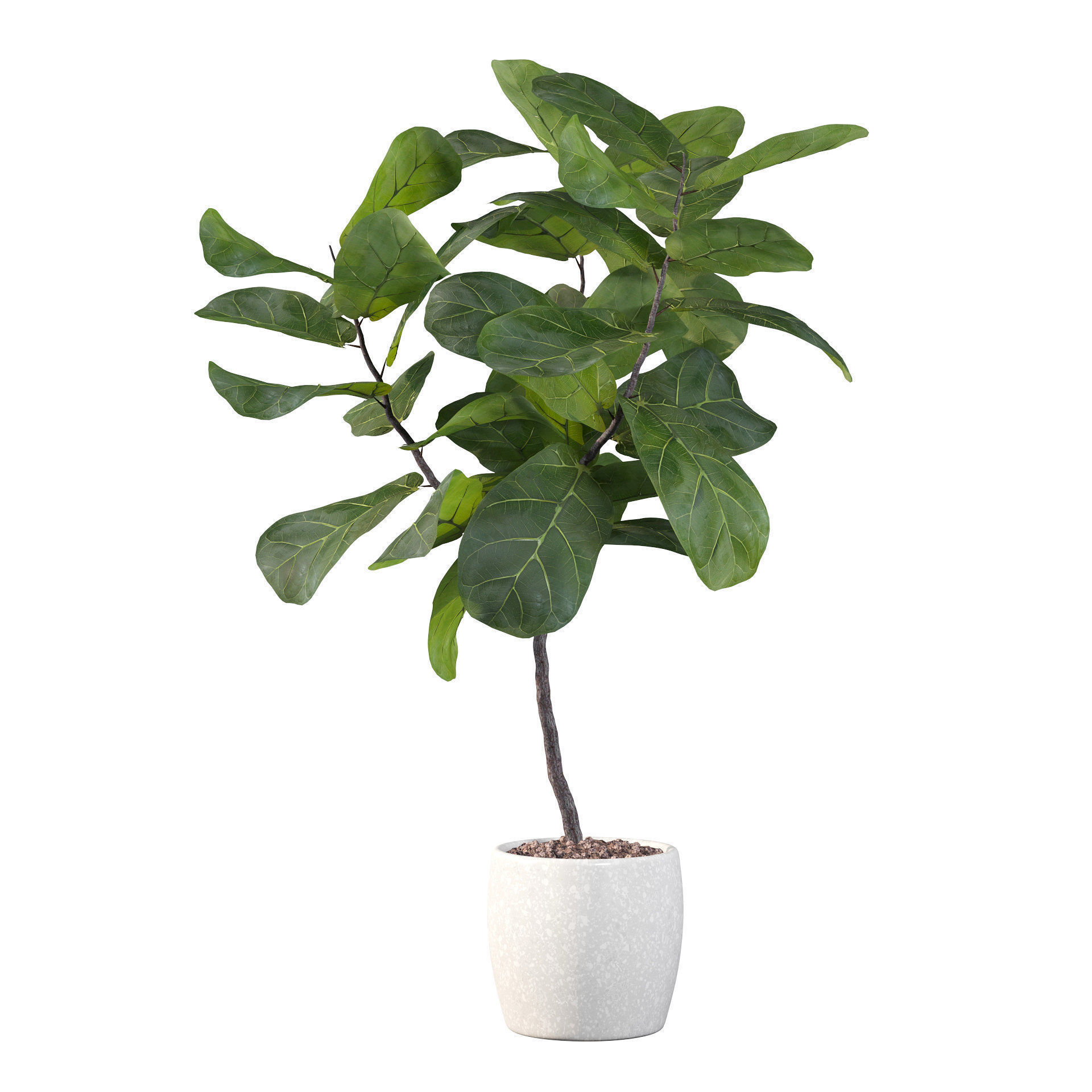 Ficus lyrata in terrazio pot 3D model_32