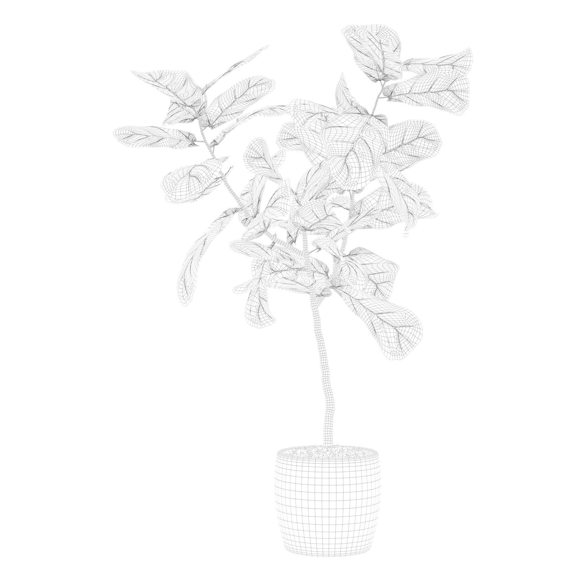Ficus lyrata in terrazio pot 3D model_76
