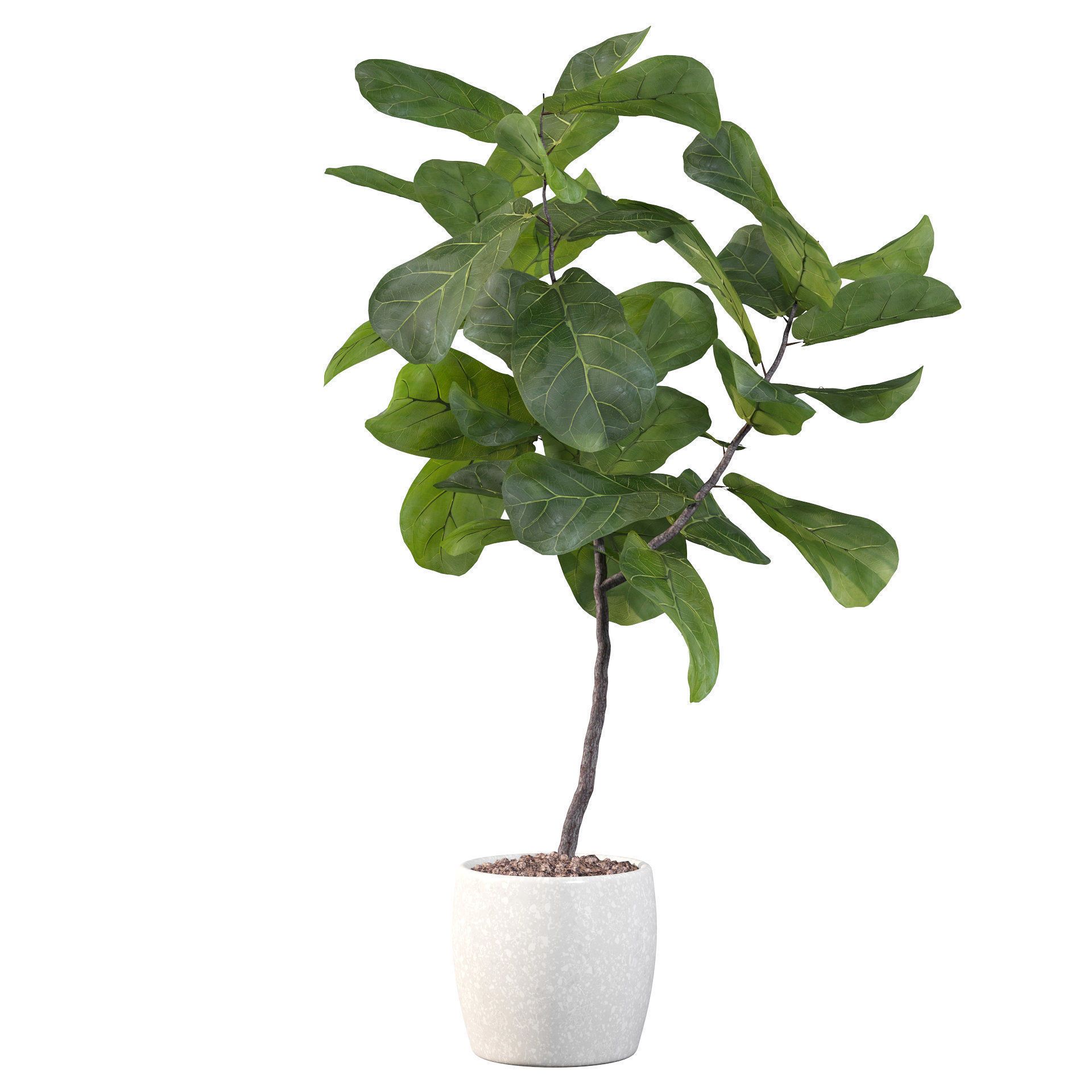 Ficus lyrata in terrazio pot 3D model_41