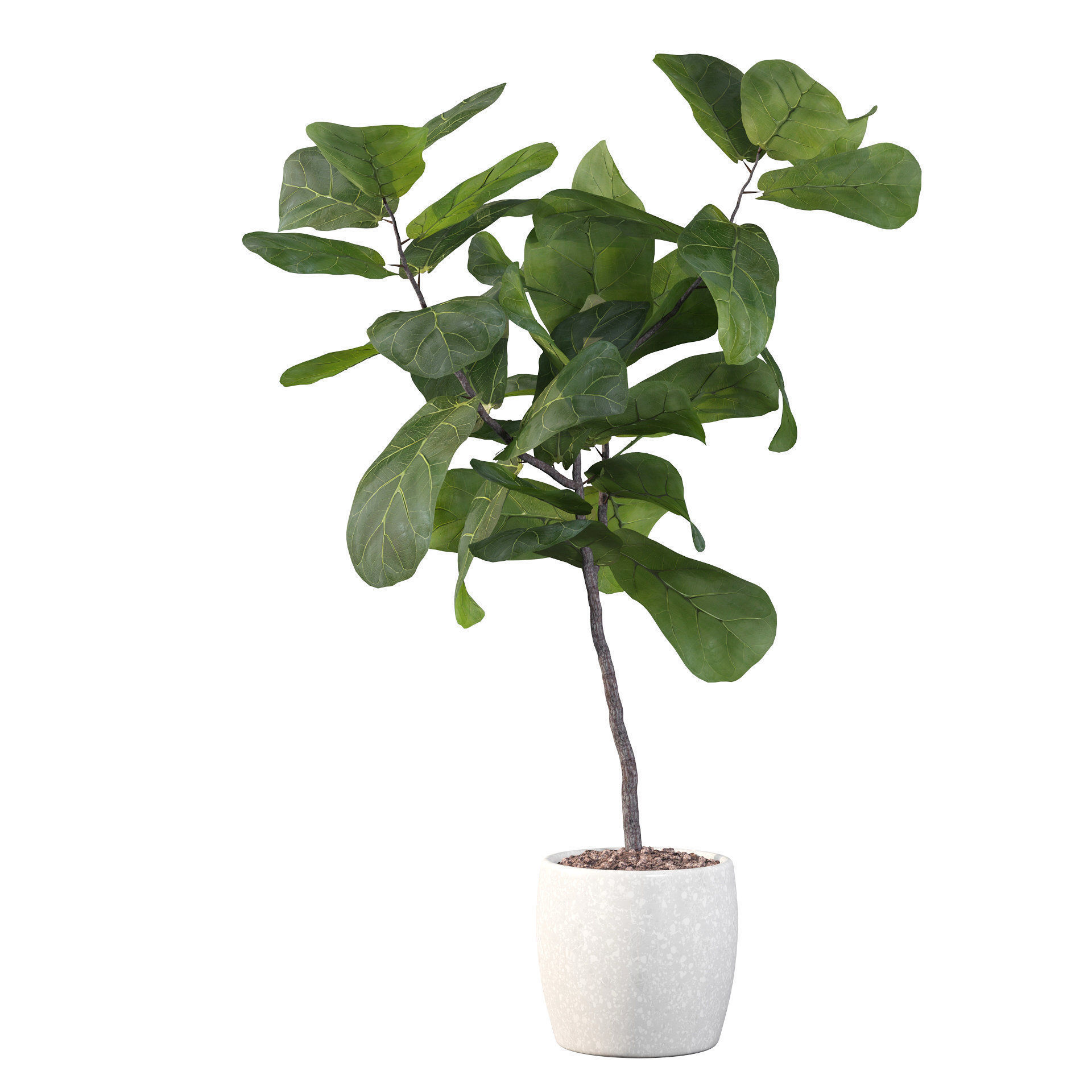 Ficus lyrata in terrazio pot 3D model_37
