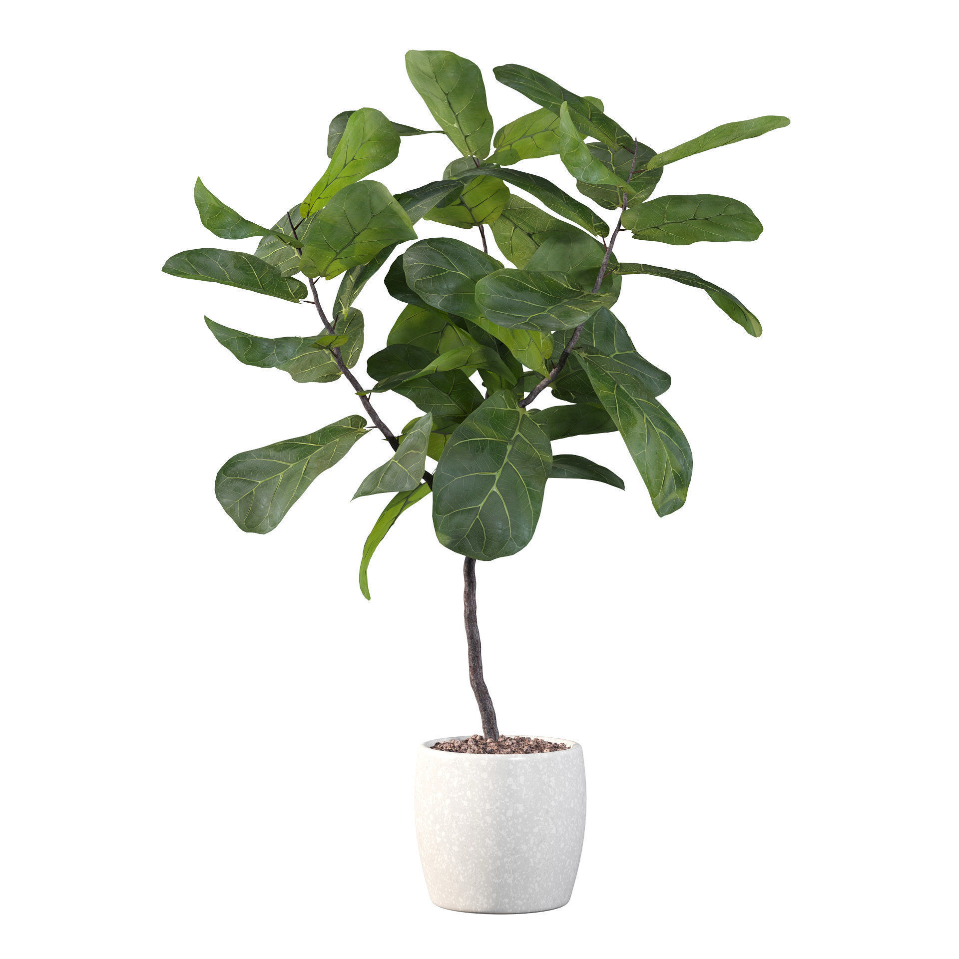Ficus lyrata in terrazio pot 3D model_31