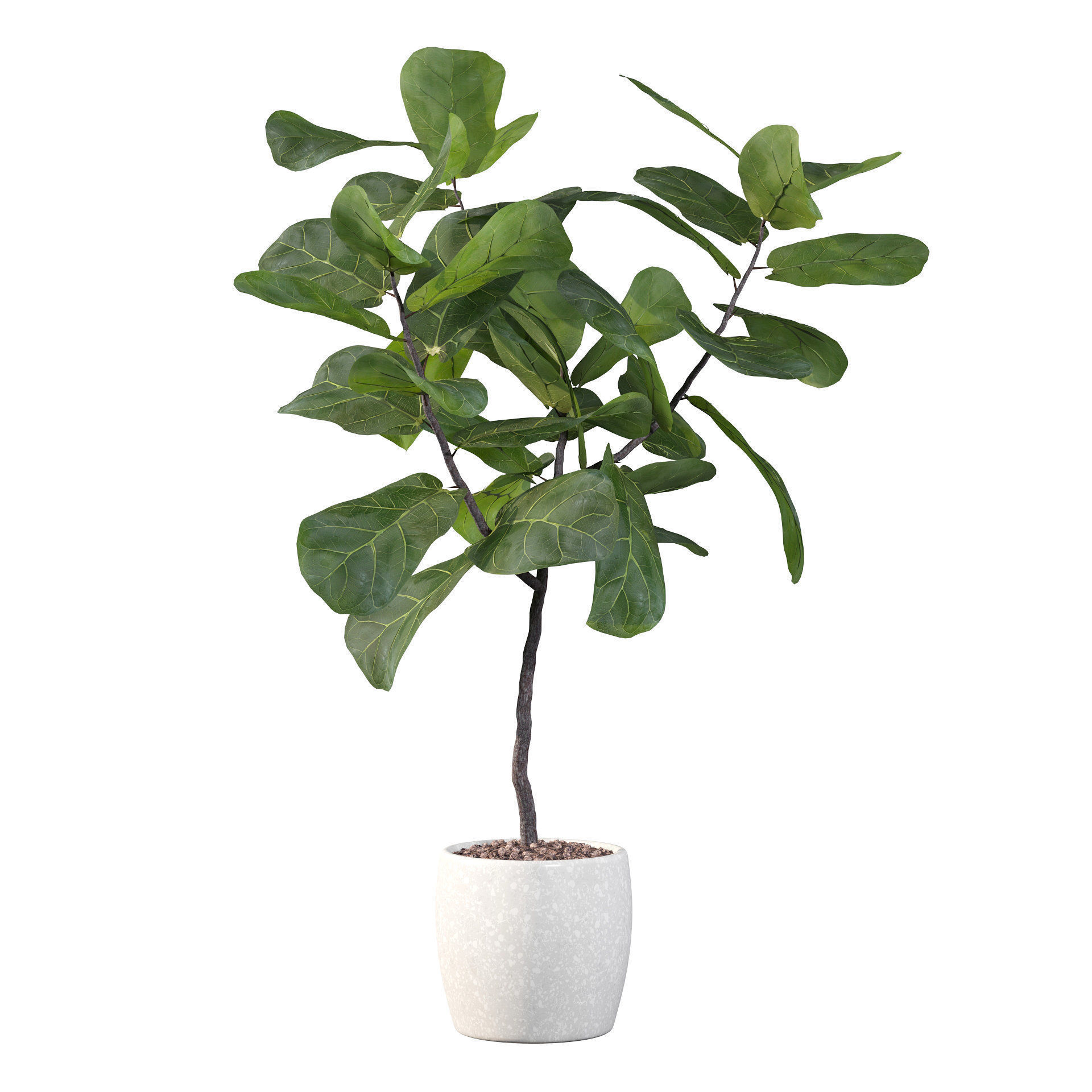 Ficus lyrata in terrazio pot 3D model_50