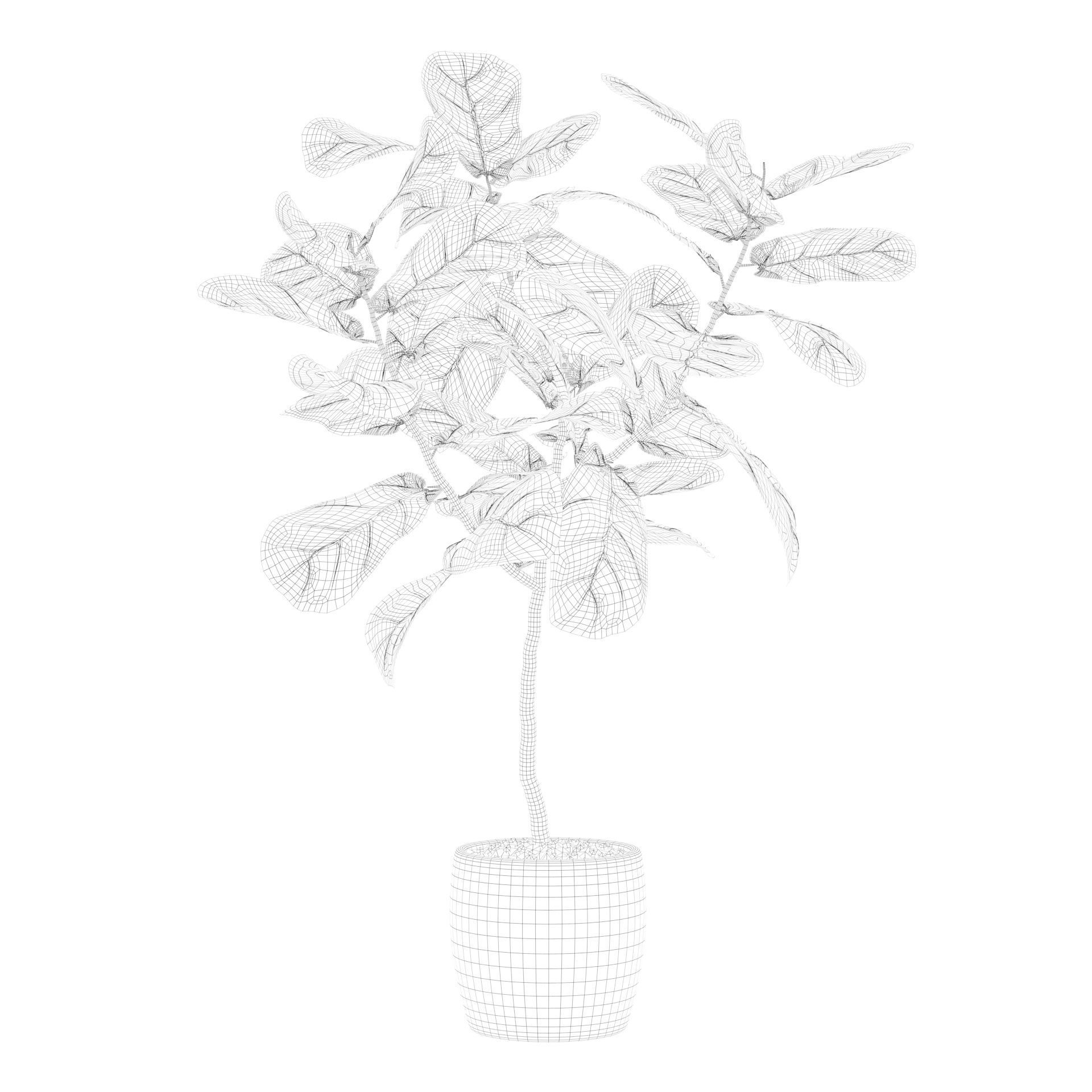 Ficus lyrata in terrazio pot 3D model_64