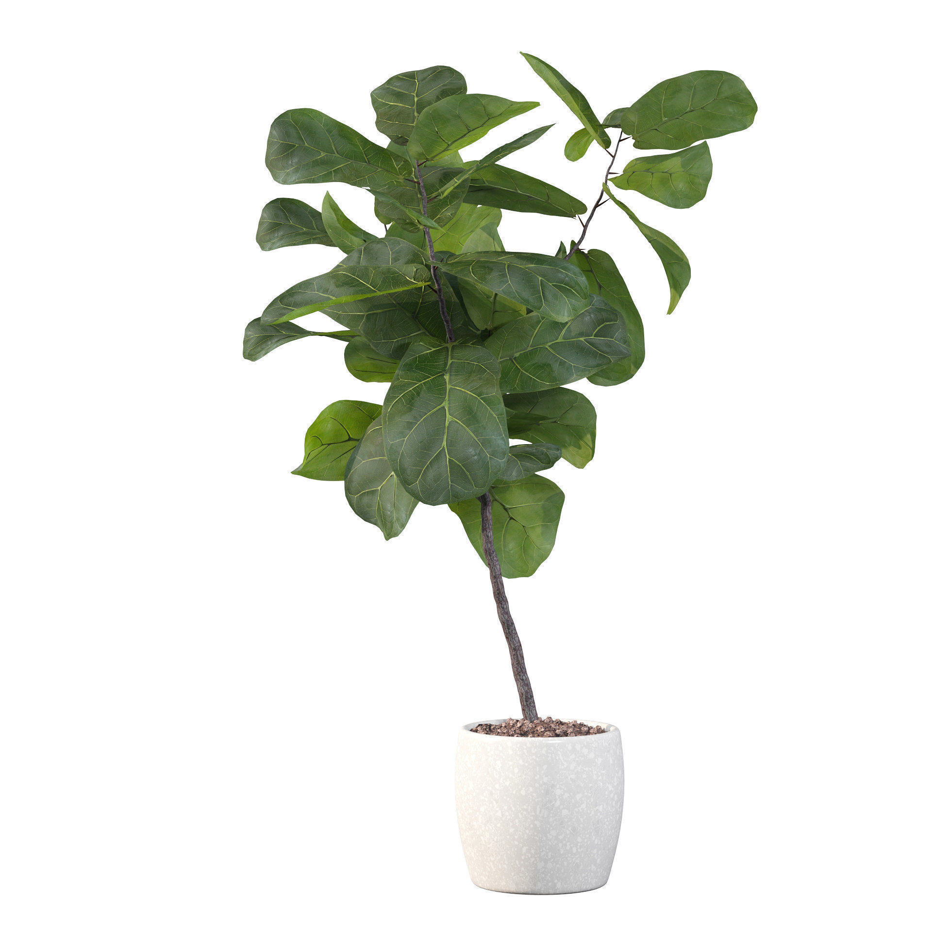 Ficus lyrata in terrazio pot 3D model_40