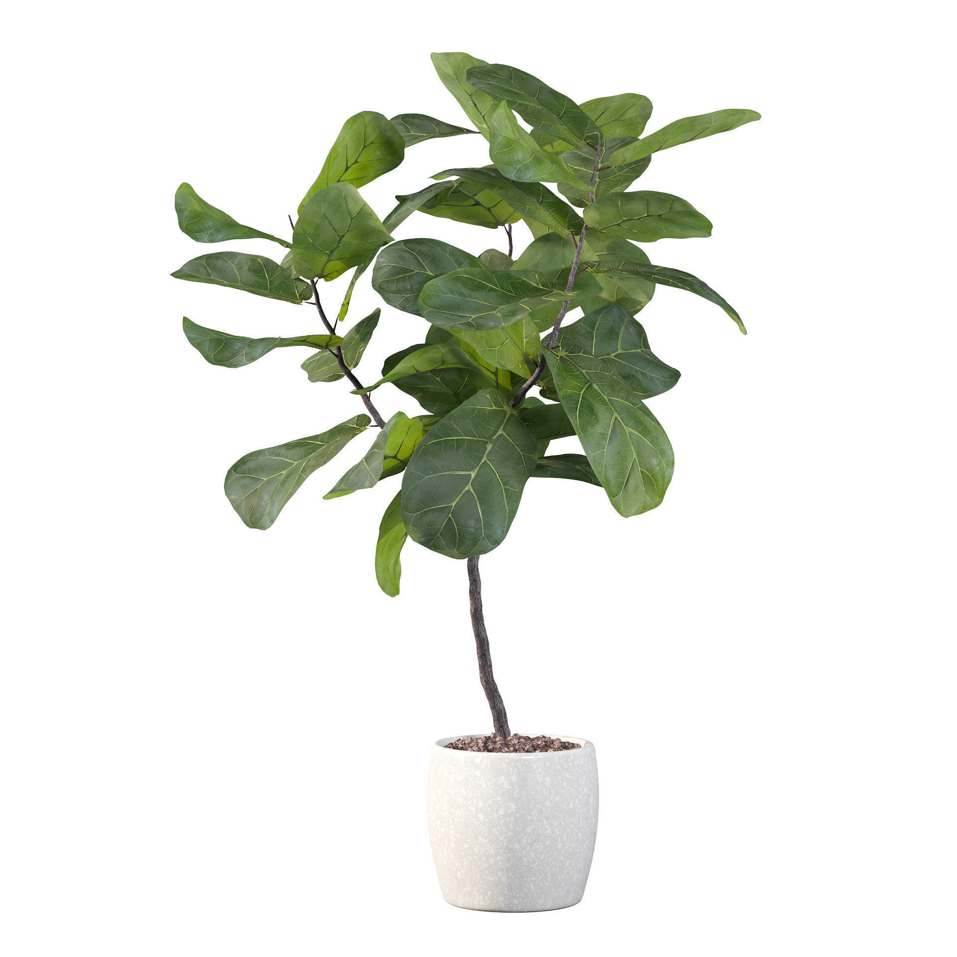 Ficus lyrata in terrazio pot 3D model_52