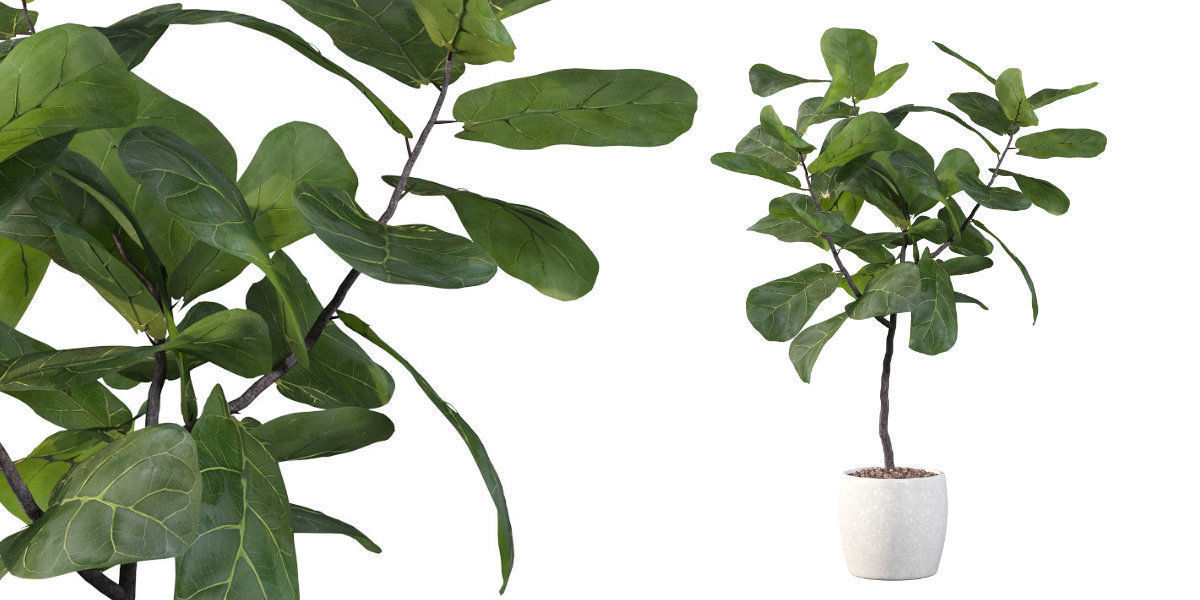 Ficus lyrata in terrazio pot 3D model_21