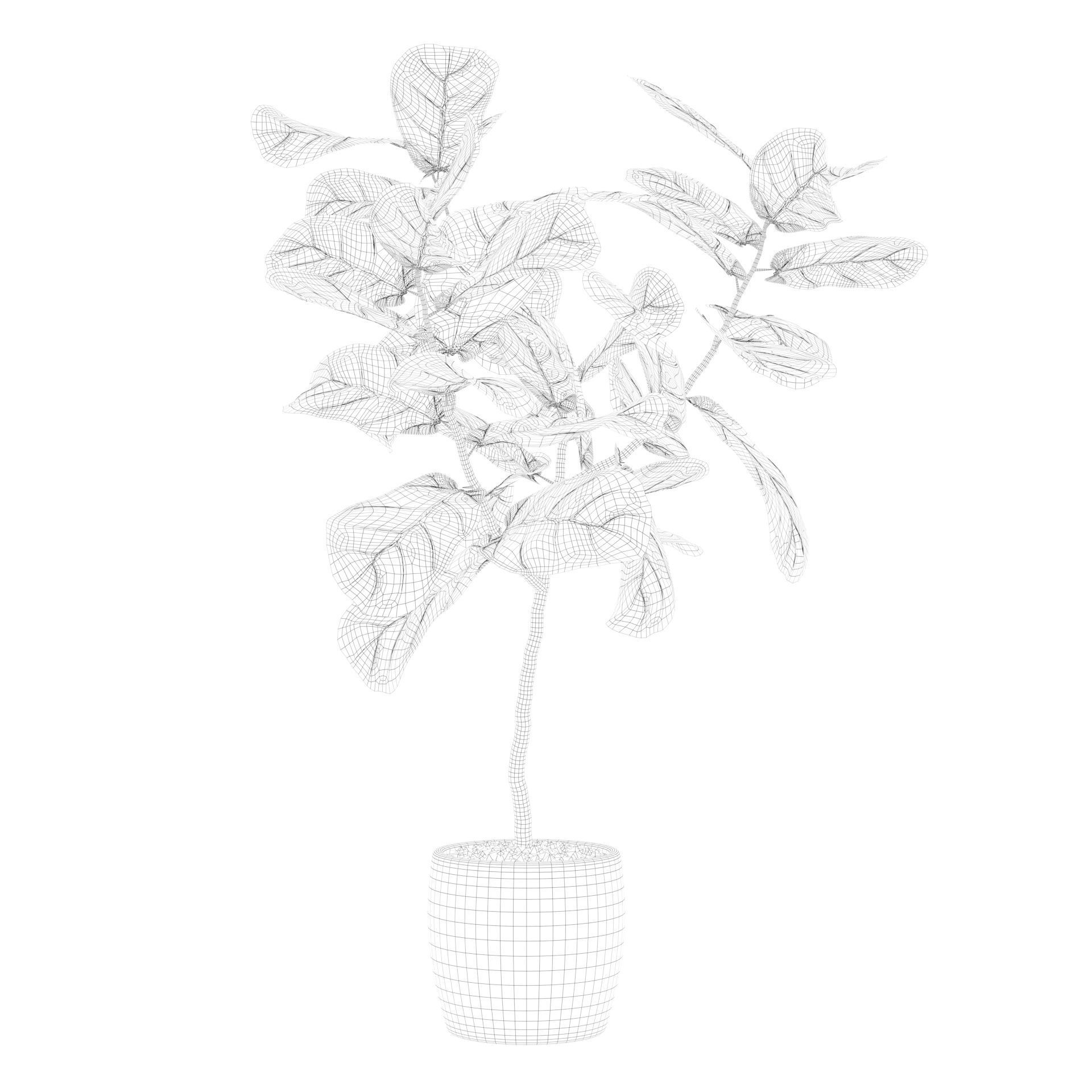 Ficus lyrata in terrazio pot 3D model_26