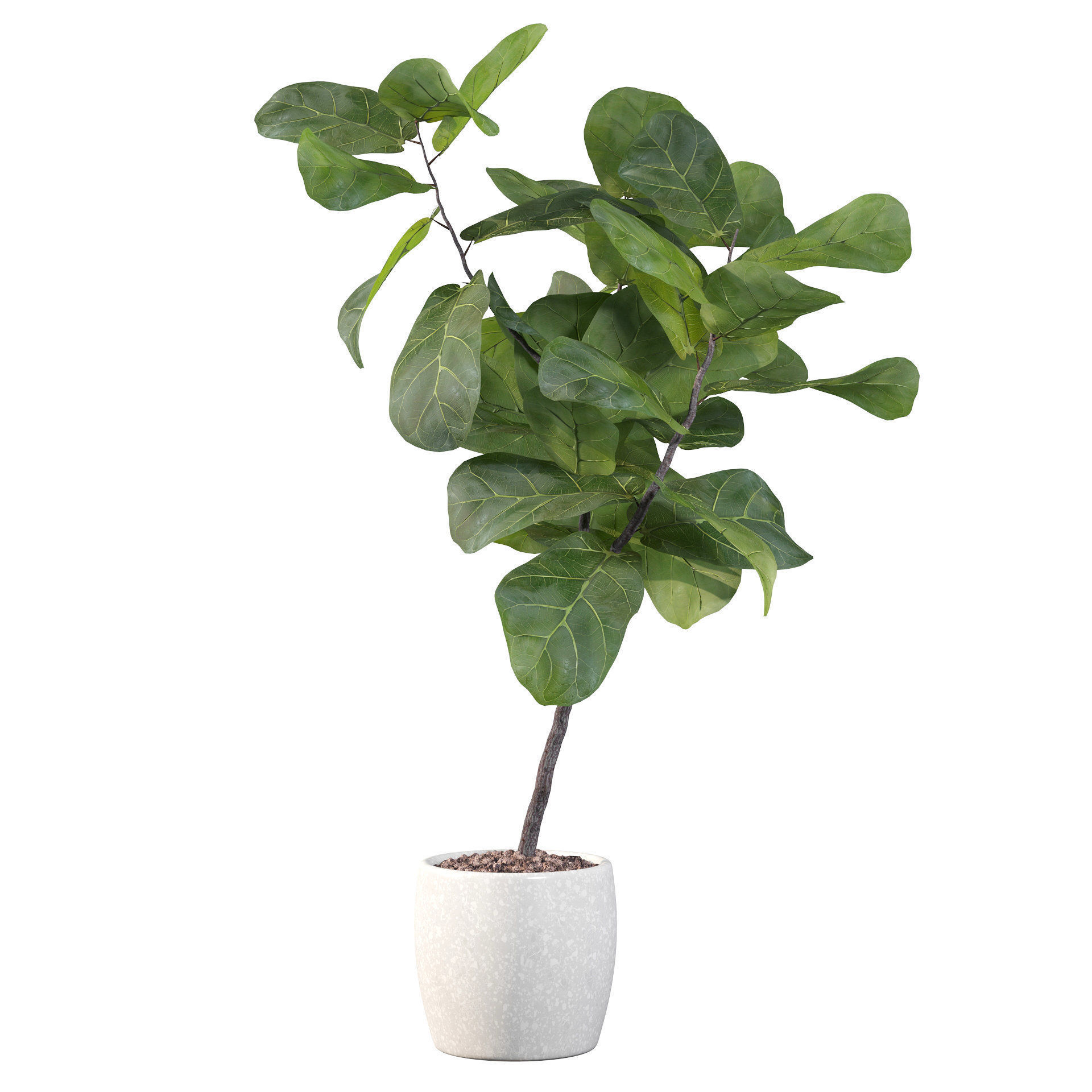 Ficus lyrata in terrazio pot 3D model_55