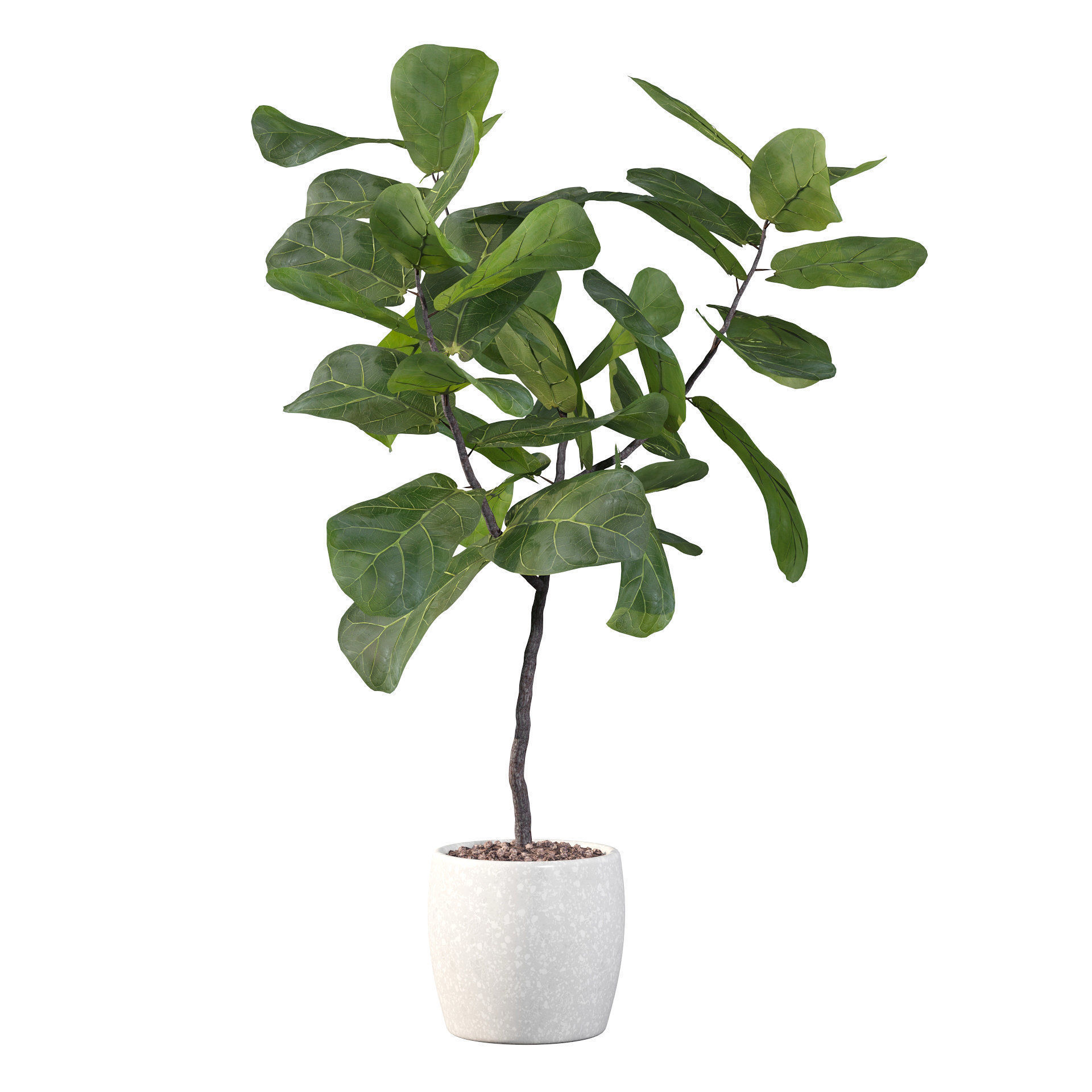 Ficus lyrata in terrazio pot 3D model_49