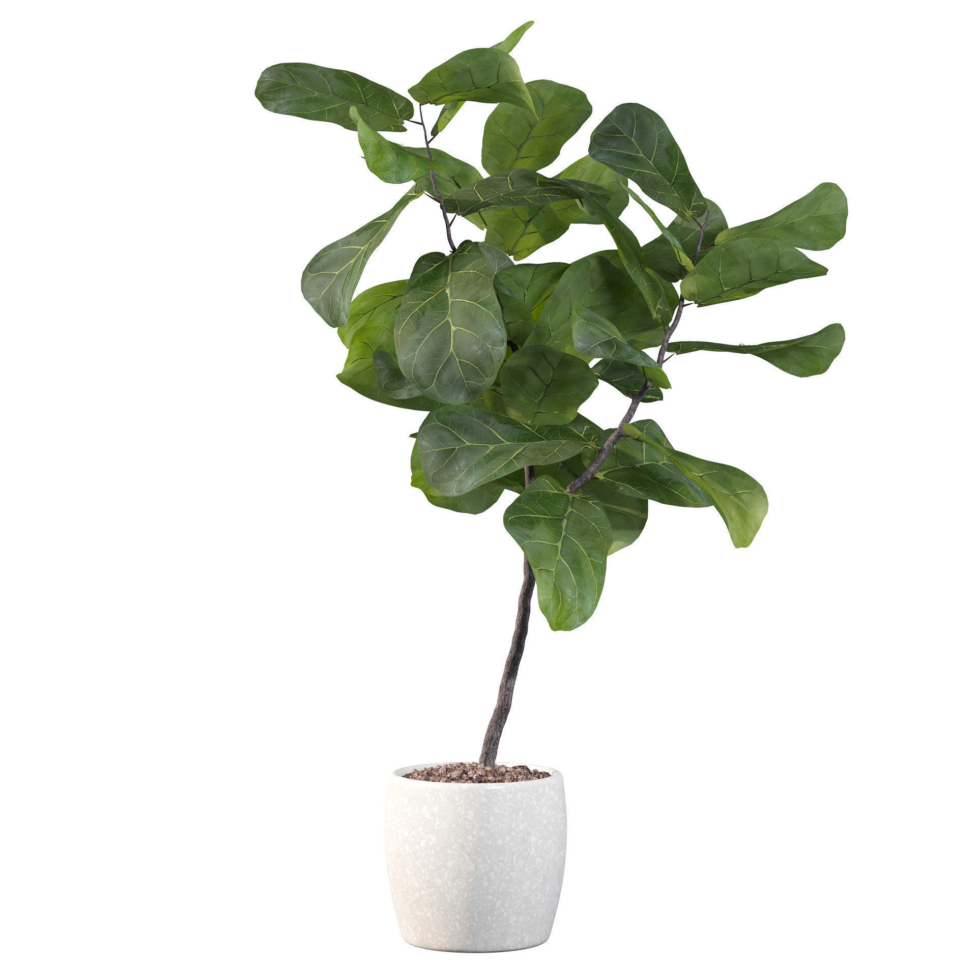 Ficus lyrata in terrazio pot 3D model_43