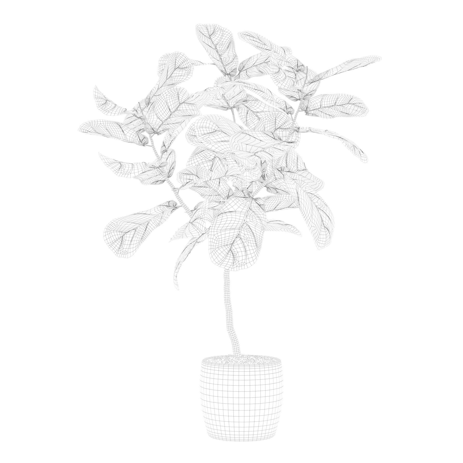 Ficus lyrata in terrazio pot 3D model_62