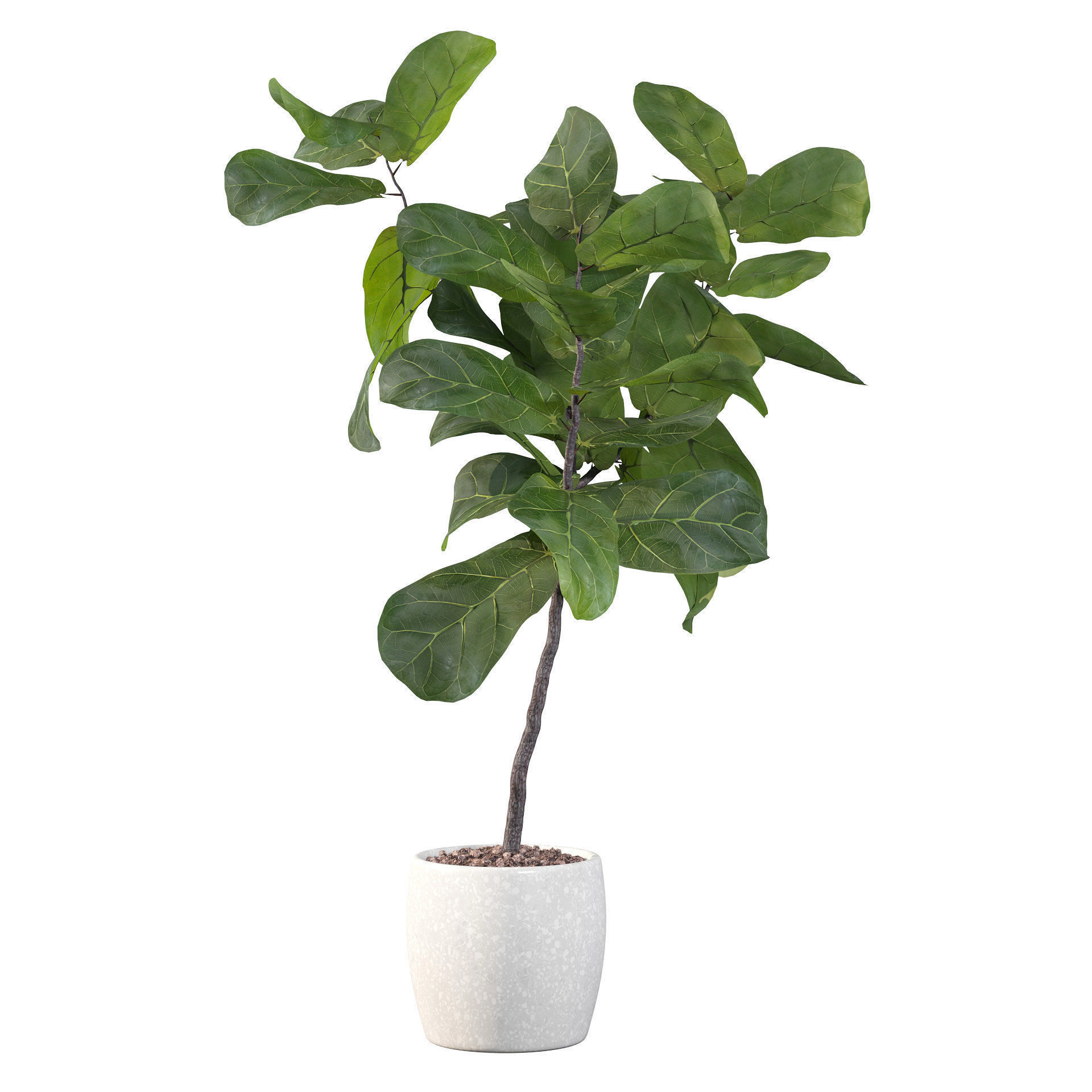 Ficus lyrata in terrazio pot 3D model_47