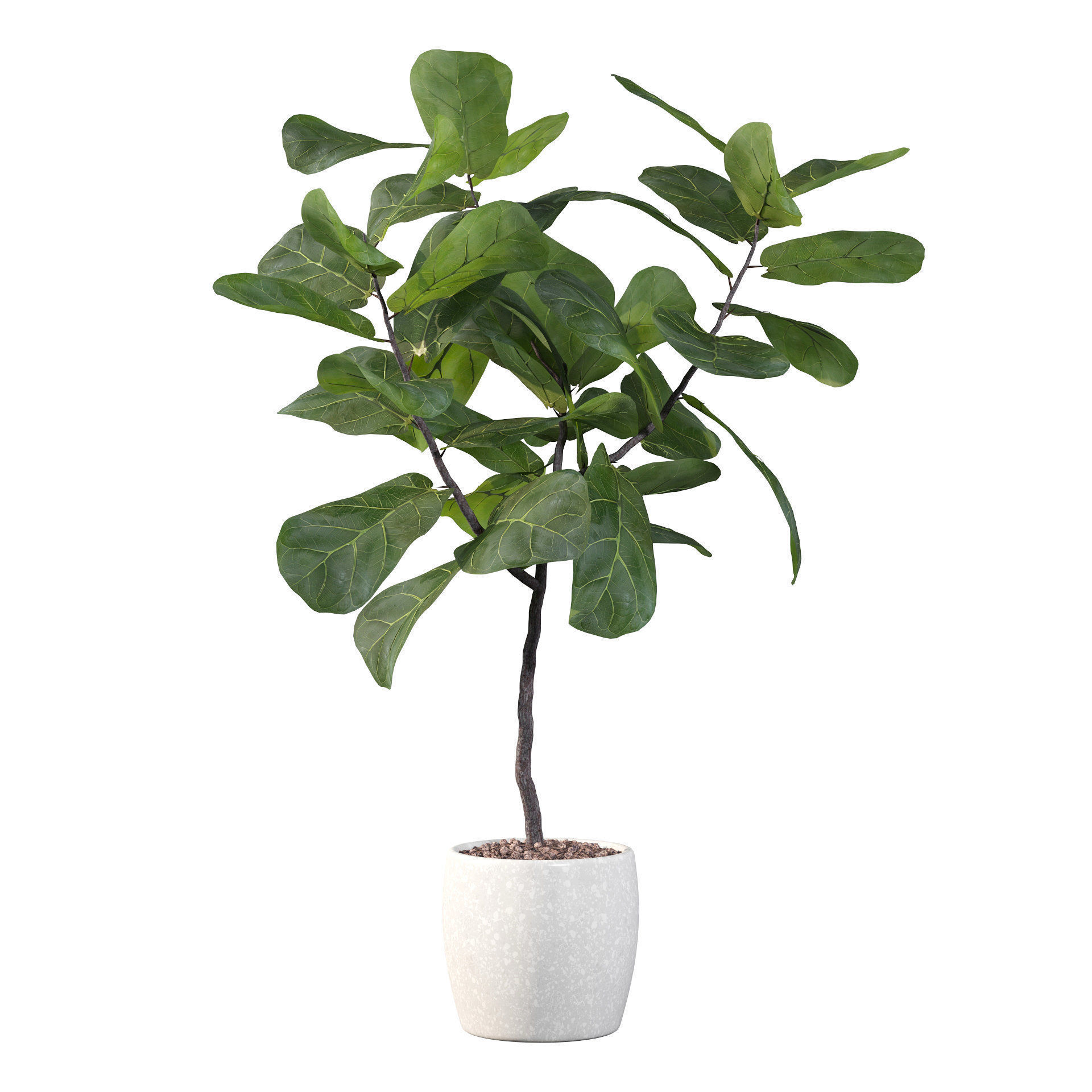 Ficus lyrata in terrazio pot 3D model_33