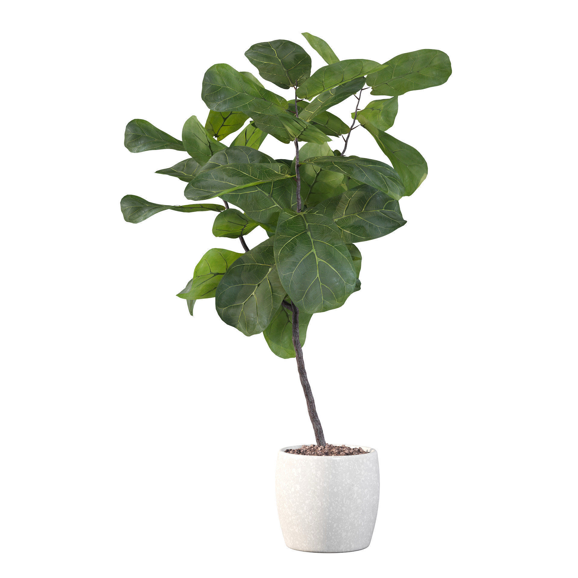 Ficus lyrata in terrazio pot 3D model_9