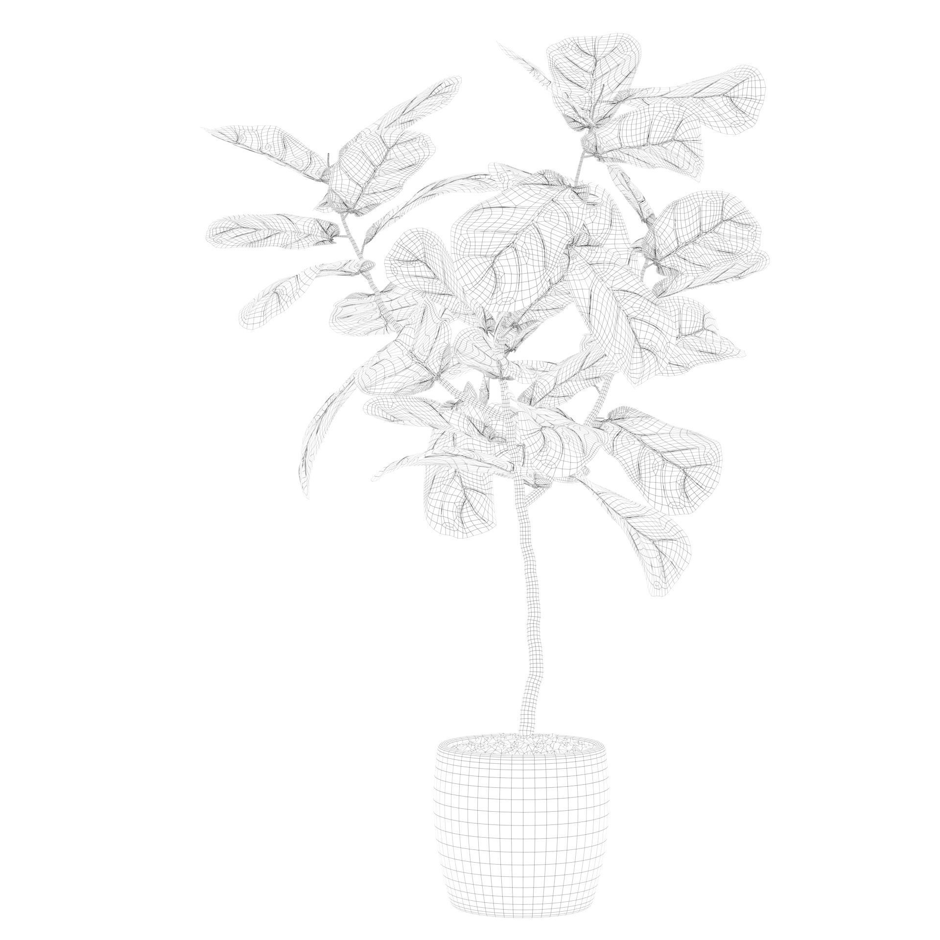 Ficus lyrata in terrazio pot 3D model_69