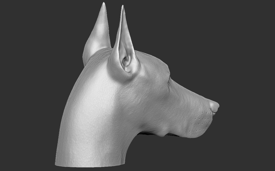 Dobermann head for 3D printing 3D print model_8