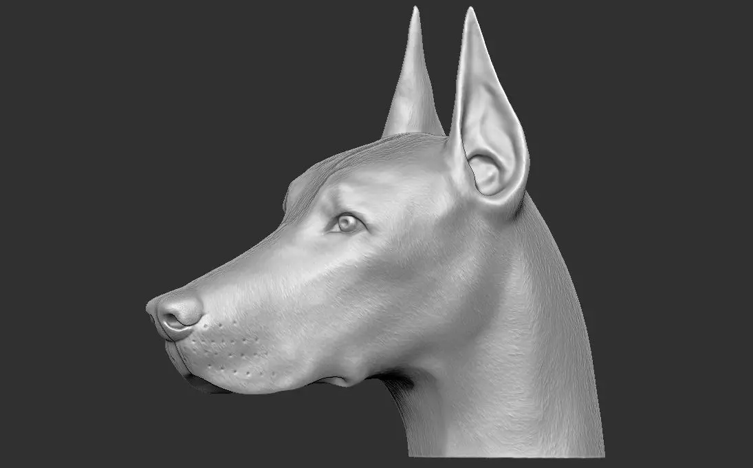 Dobermann head for 3D printing 3D print model_0
