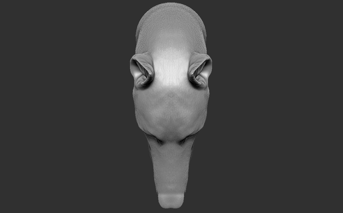 Dobermann head for 3D printing 3D print model_21