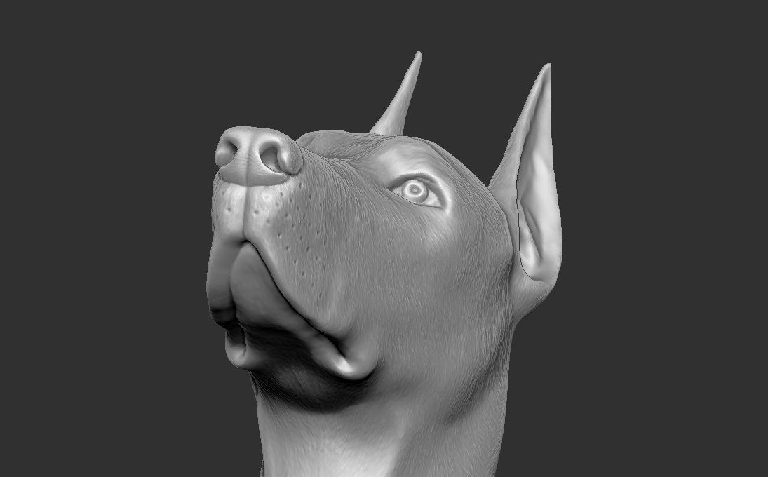 Dobermann head for 3D printing 3D print model_24