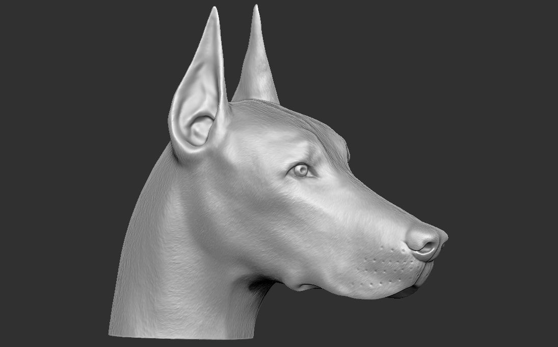 Dobermann head for 3D printing 3D print model_6