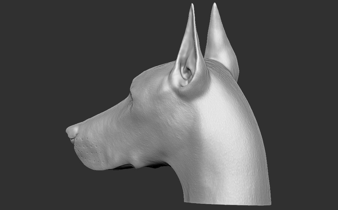 Dobermann head for 3D printing 3D print model_11