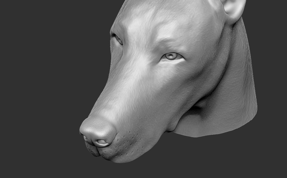 Dobermann head for 3D printing 3D print model_18