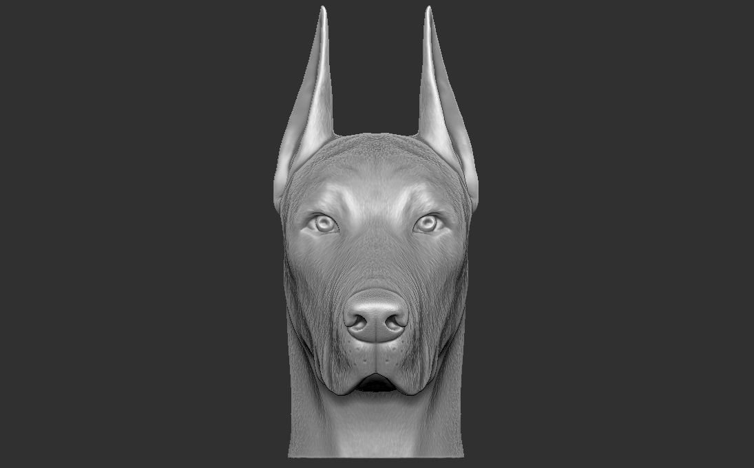 Dobermann head for 3D printing 3D print model_3
