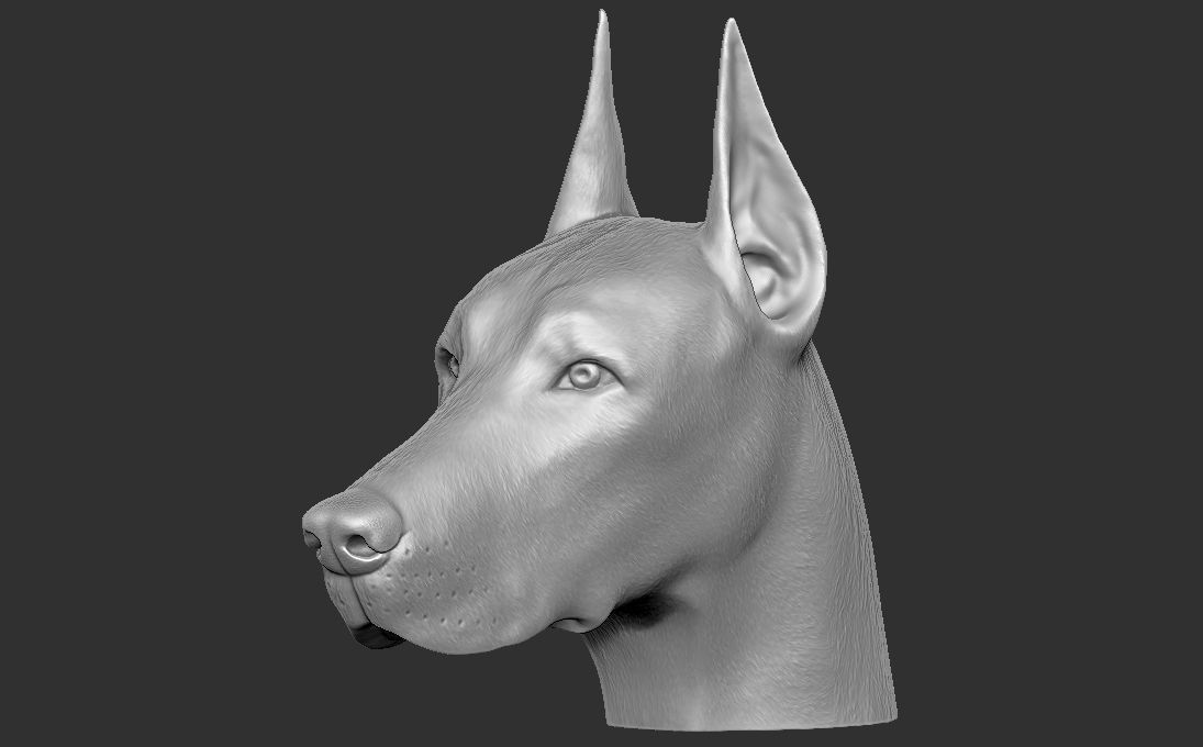 Dobermann head for 3D printing 3D print model_14