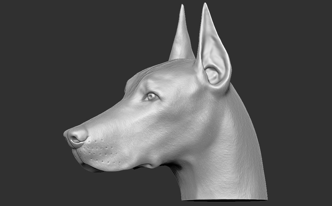 Dobermann head for 3D printing 3D print model_13