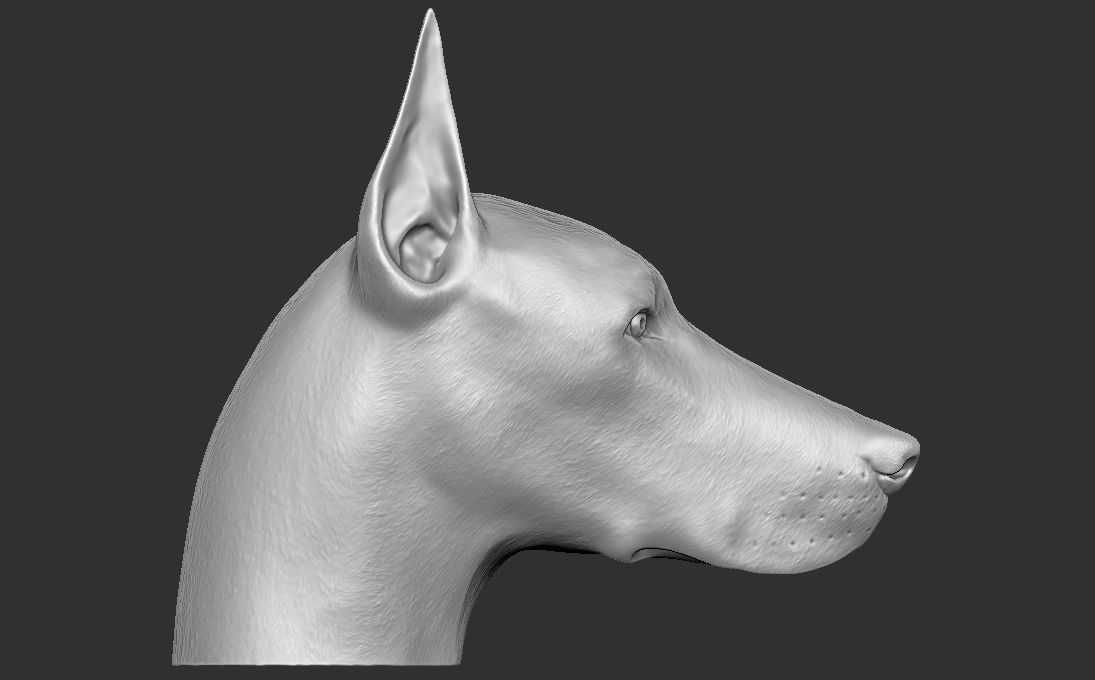 Dobermann head for 3D printing 3D print model_7