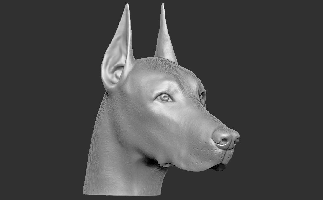 Dobermann head for 3D printing 3D print model_5