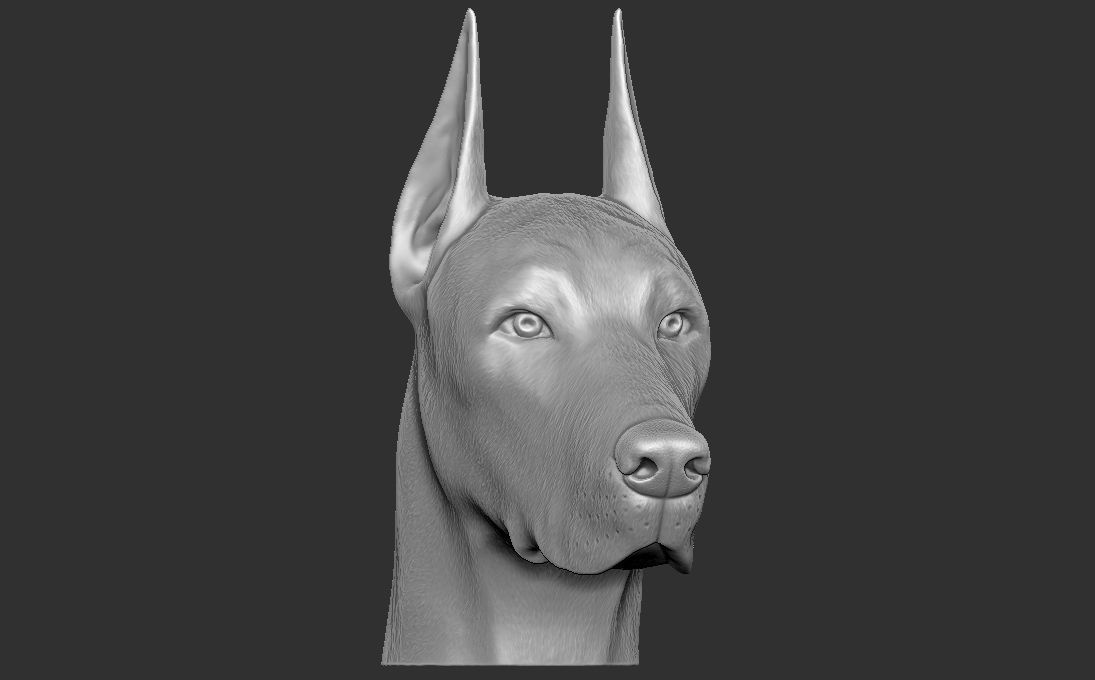 Dobermann head for 3D printing 3D print model_4