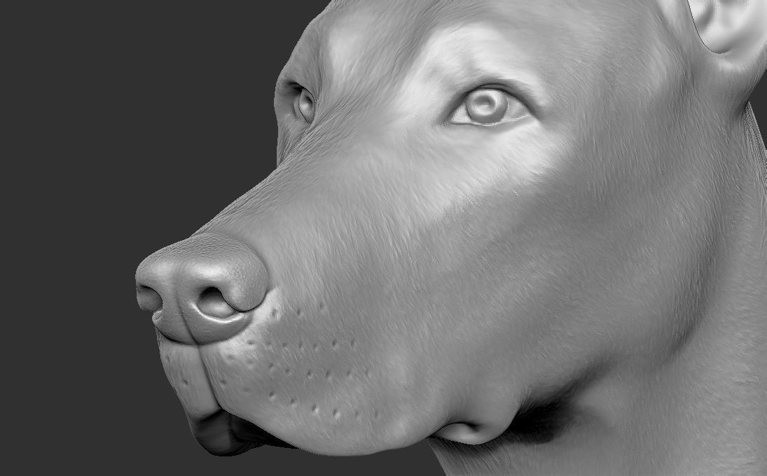 Dobermann head for 3D printing 3D print model_17
