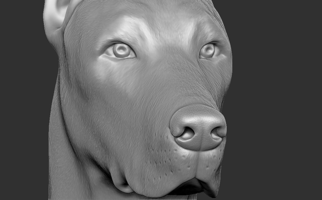 Dobermann head for 3D printing 3D print model_16
