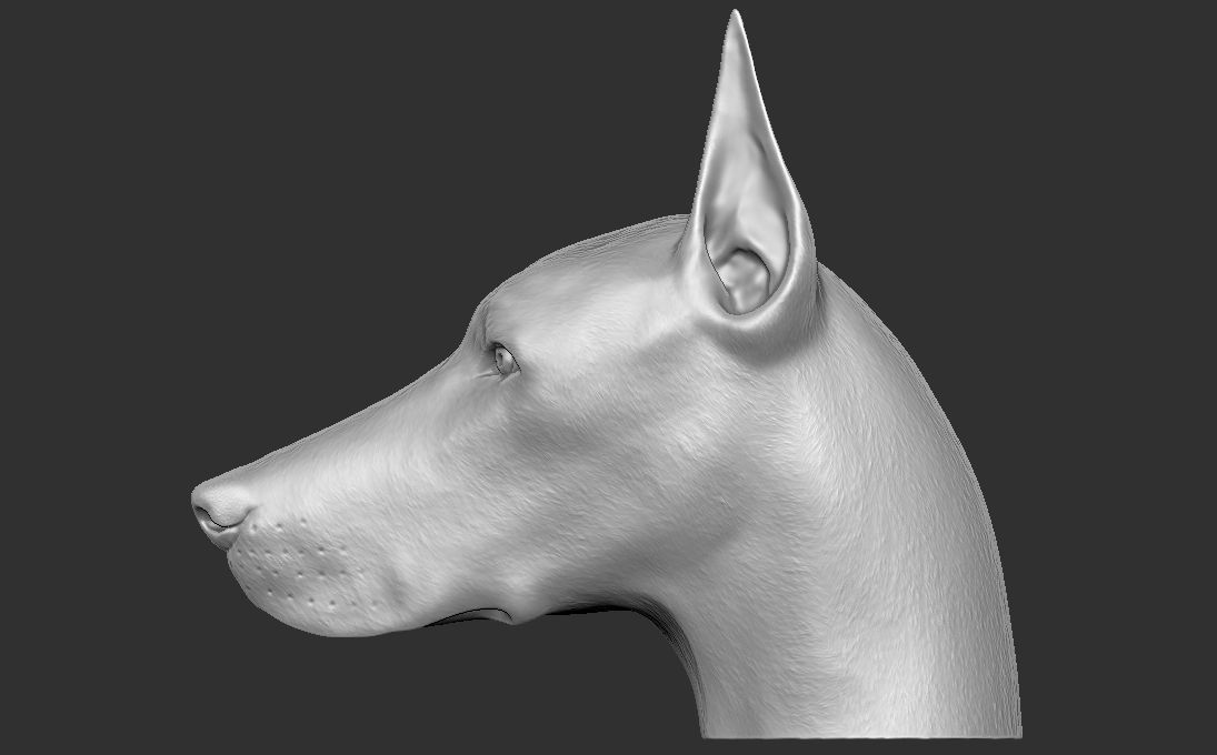 Dobermann head for 3D printing 3D print model_12