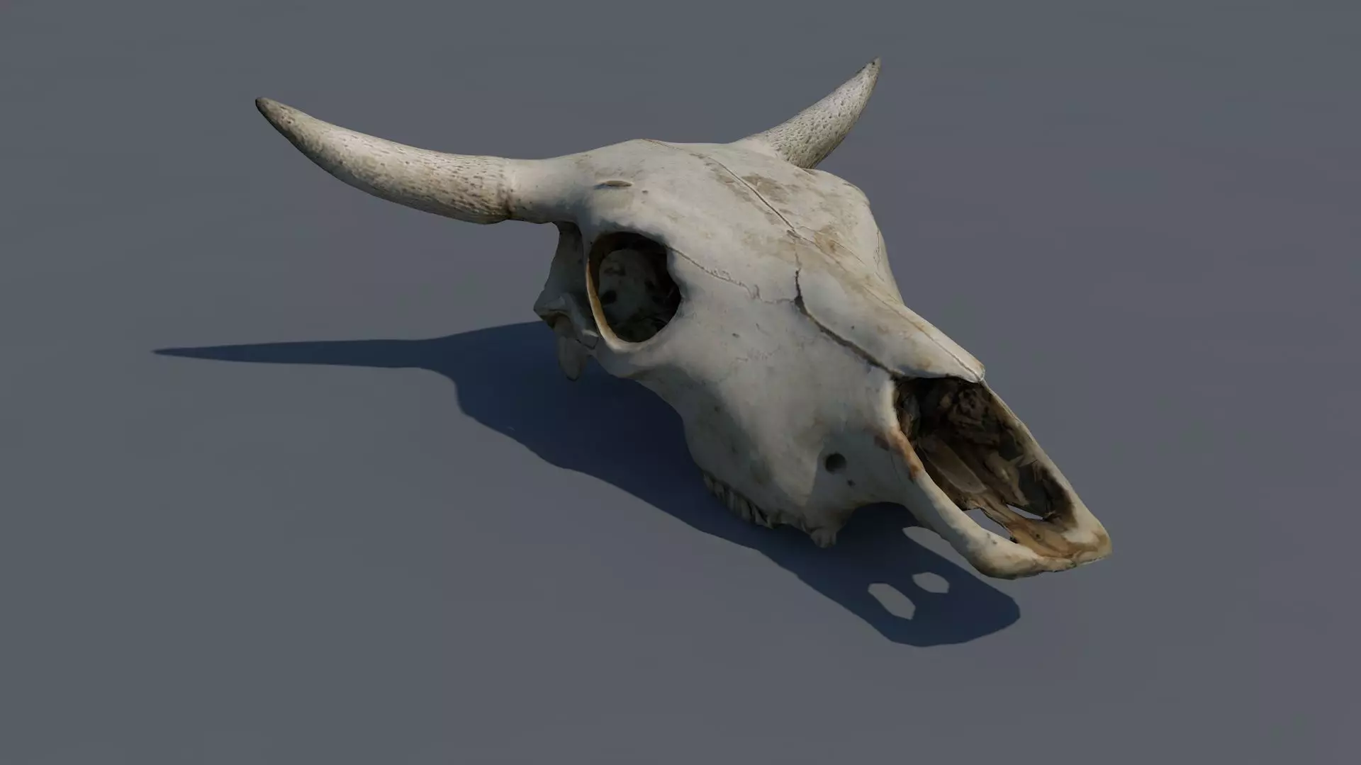 skull animal Low-poly 3D model_0