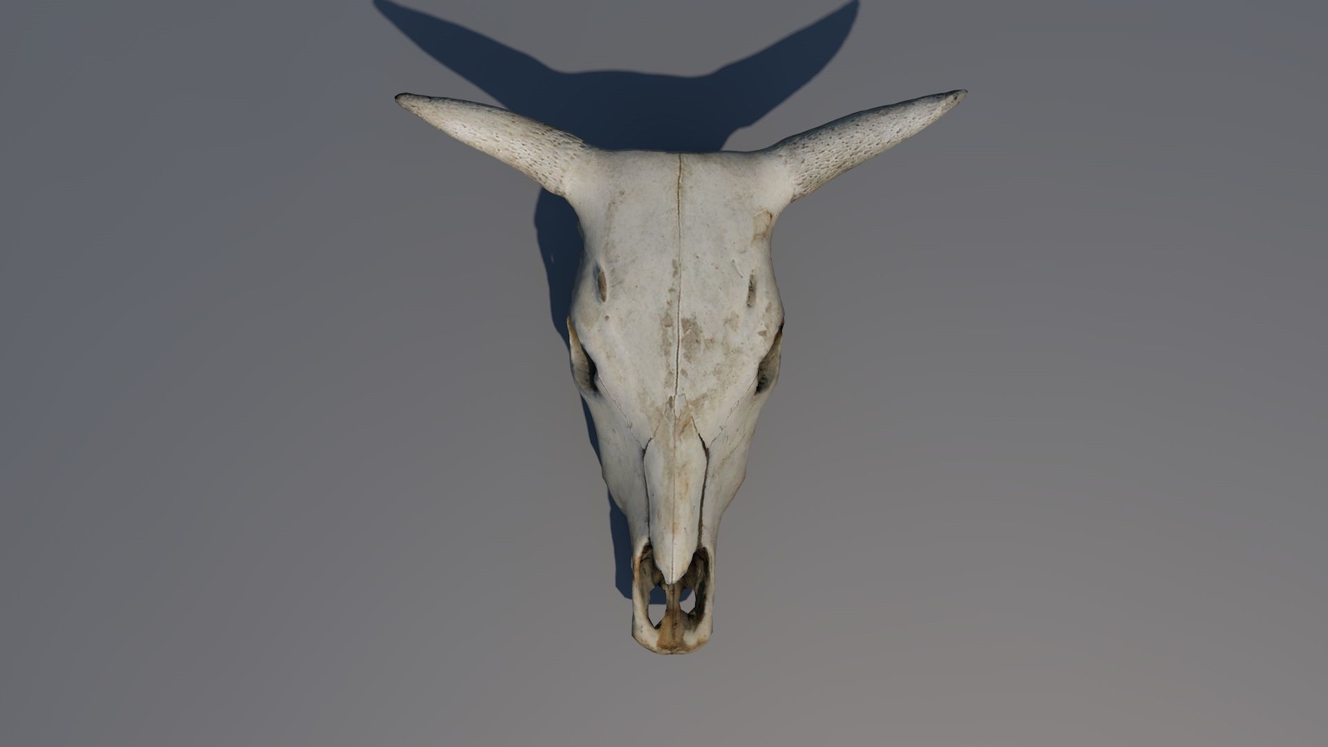 skull animal Low-poly 3D model_1