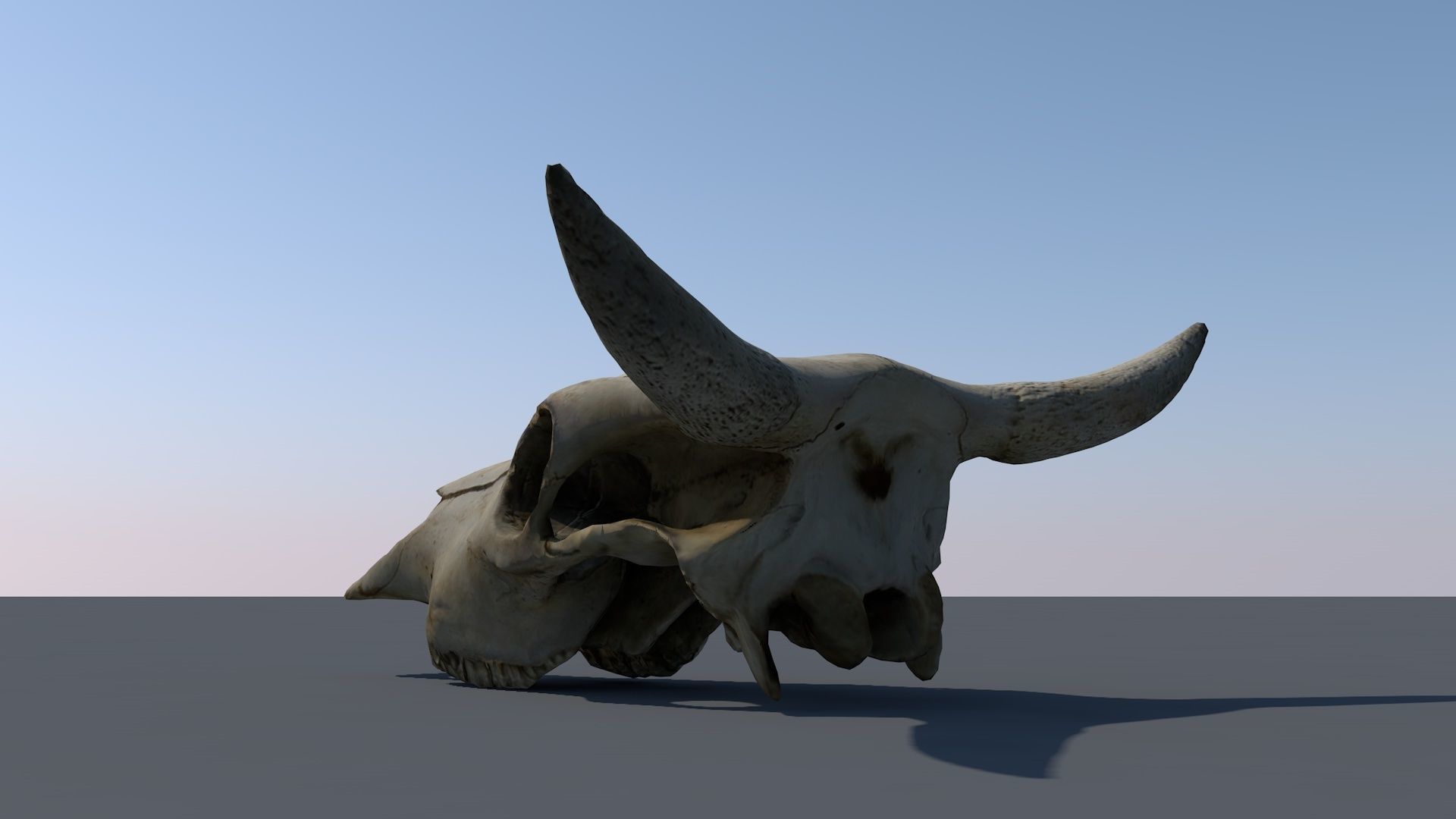 skull animal Low-poly 3D model_2