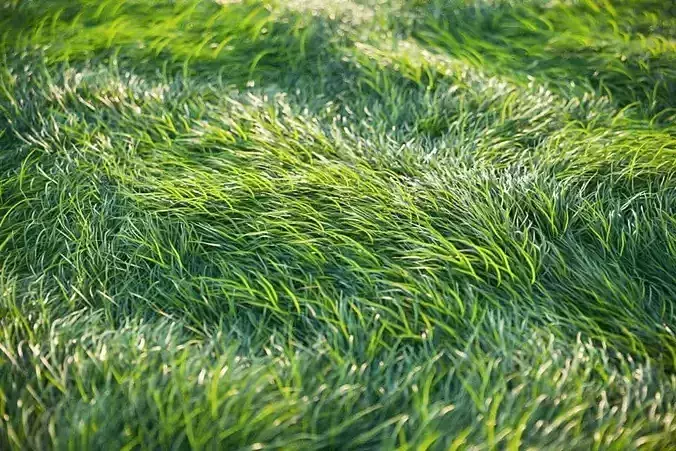 XfrogPlants HQGrass 1 3D model