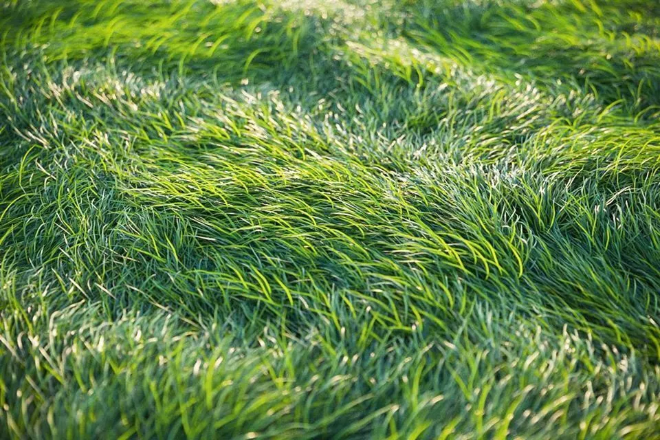 XfrogPlants HQGrass 1 3D model
