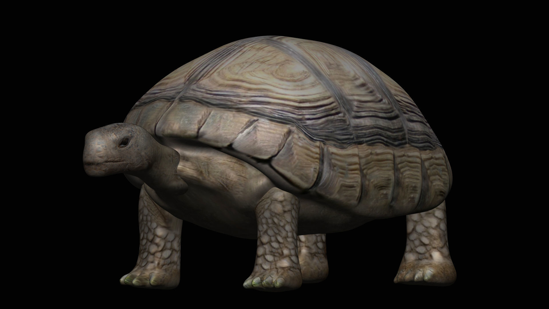 Tortoise Turtle Low-poly 3D model_3
