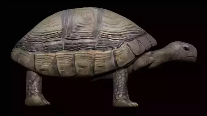 Tortoise Turtle Low-poly 3D model